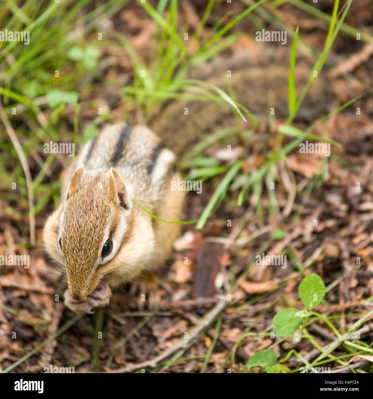 Remplissage Chipmunk ses joues. Un petit écureuil sur le sol de la forêt remplit sa joue avec une semence récemment trouvés. Banque D'Images