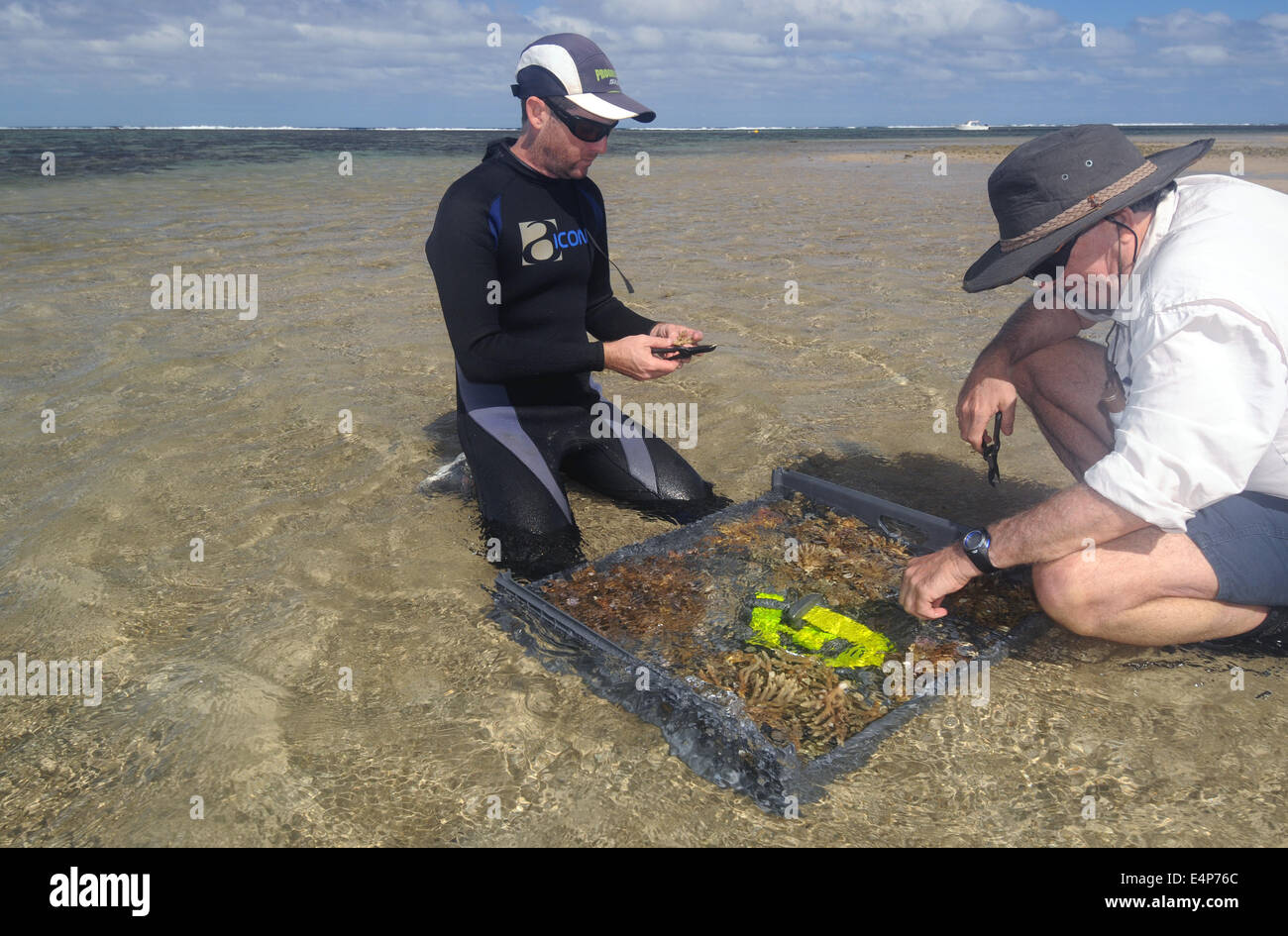 Aider les touristes à refaçonner des morceaux de corail pour la ferme Corail, Hideaway Bay Resort, Fidji. Pas de monsieur ou PR Banque D'Images