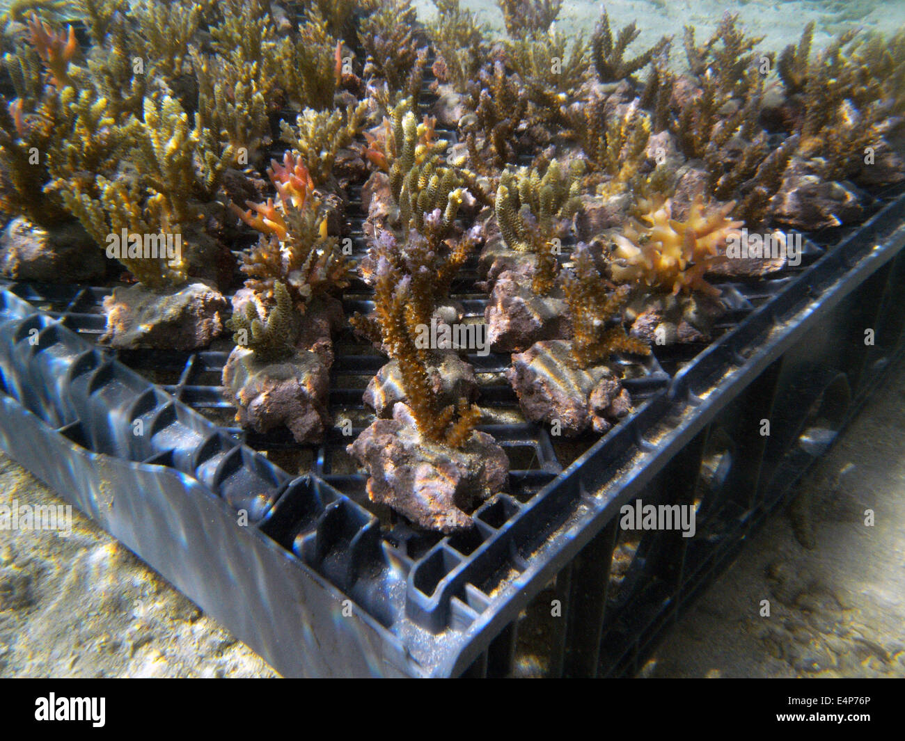 Fragments de coraux (propagées principalement Acropora et Stylophora) prêt à être retiré à la ferme d'augmenter, la Côte de Corail, Viti Levu, F Banque D'Images