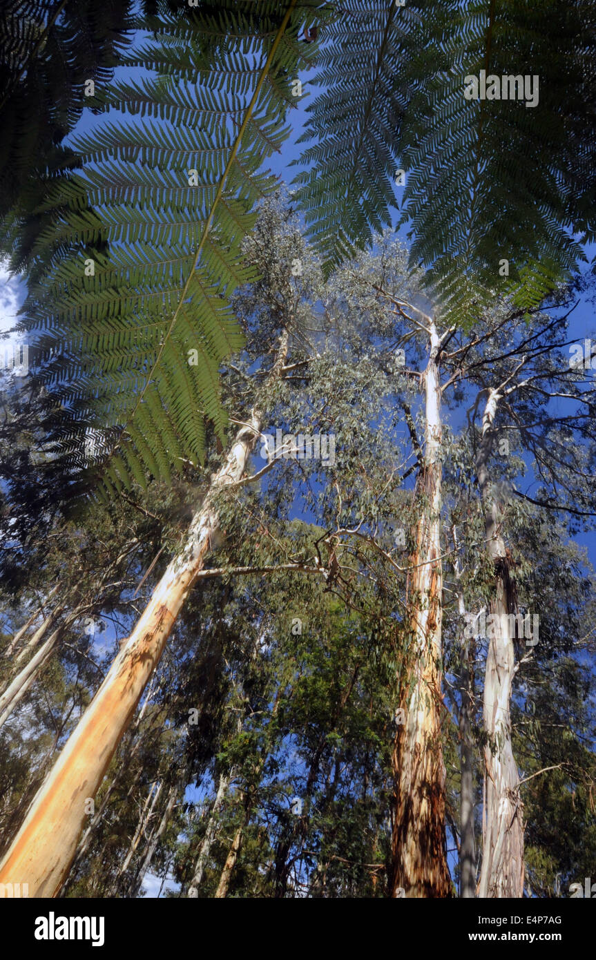 Jusqu'à l'intermédiaire de frondes treefern à mountain ash Forêt, Montagnes enneigées, le Parc National de Kosciuszko, NSW, Australie Banque D'Images