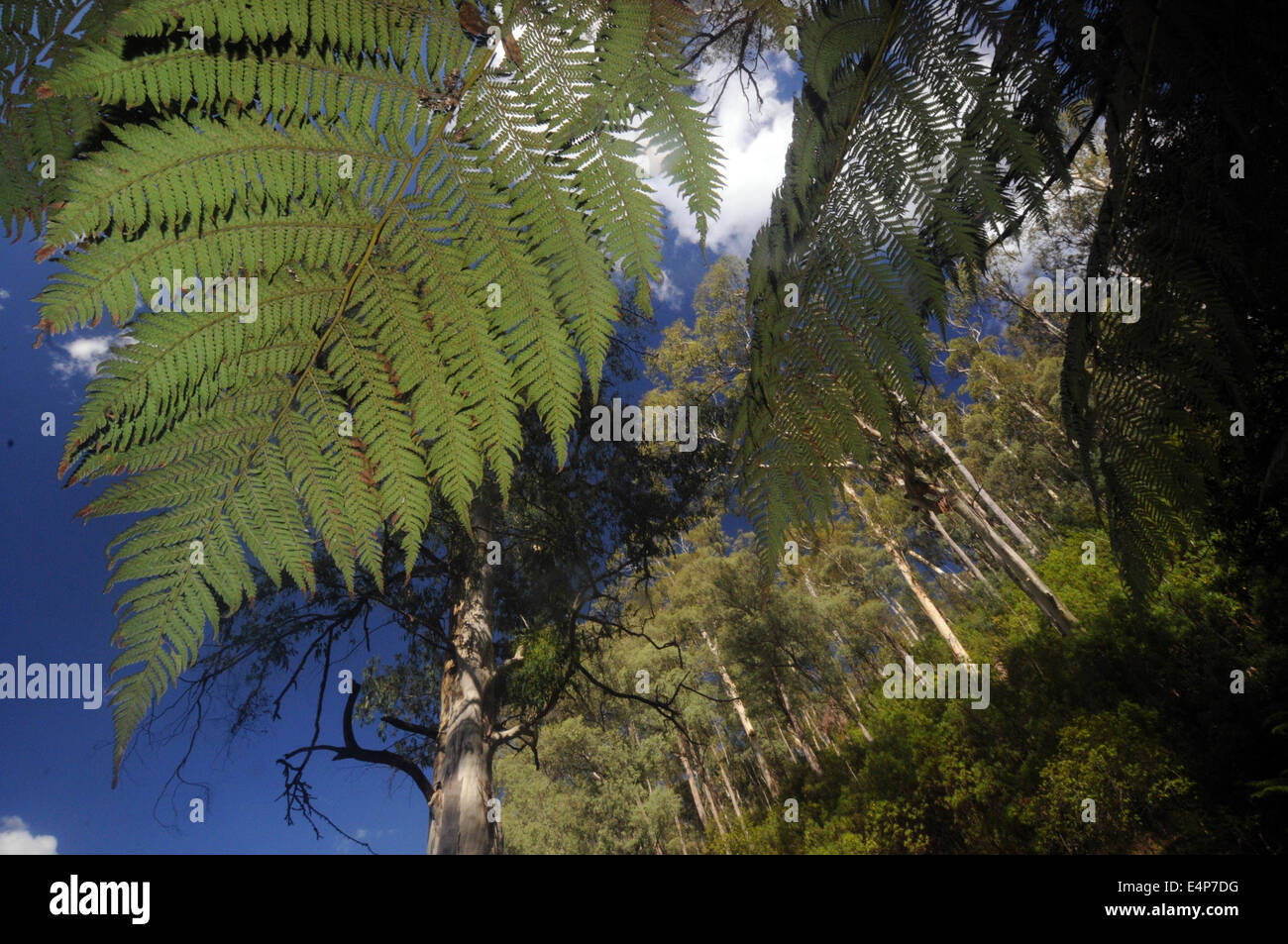 Jusqu'à l'intermédiaire de frondes treefern à mountain ash Forêt, Montagnes enneigées, le Parc National de Kosciuszko, NSW, Australie Banque D'Images