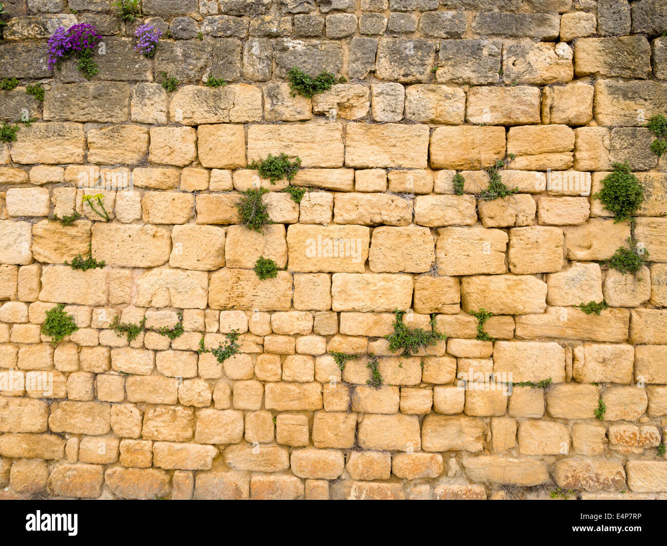 Mur de la ville de Domme. Une section du mur qui entoure et une fois protégé la ville de Domme. Fleurs poussent entre les pierres Banque D'Images