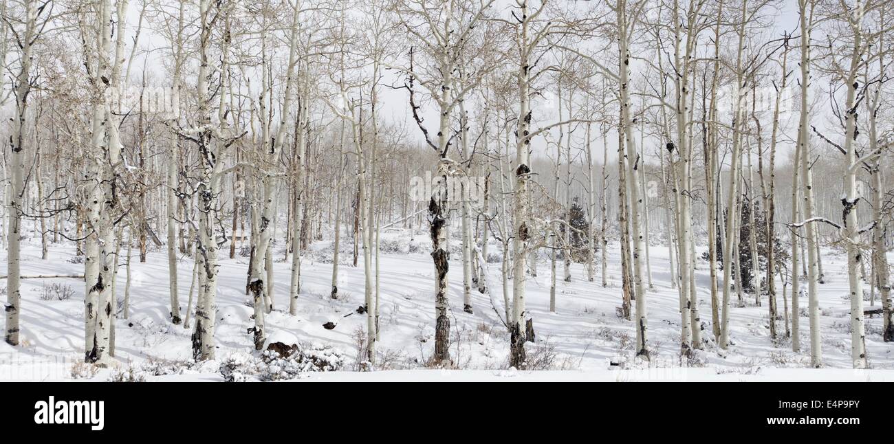 Panorama des arbres 95.28 dans l'Utah, USA Banque D'Images