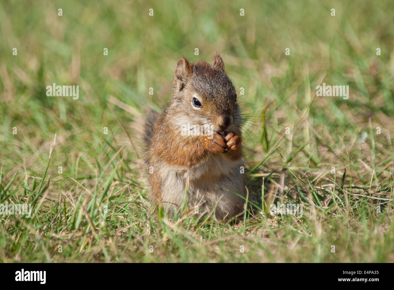 Un mignon, bébé écureuil roux (Tamiasciurus hudsonicus) sur une pelouse ensoleillée. Edmonton, Alberta, Canada Banque D'Images