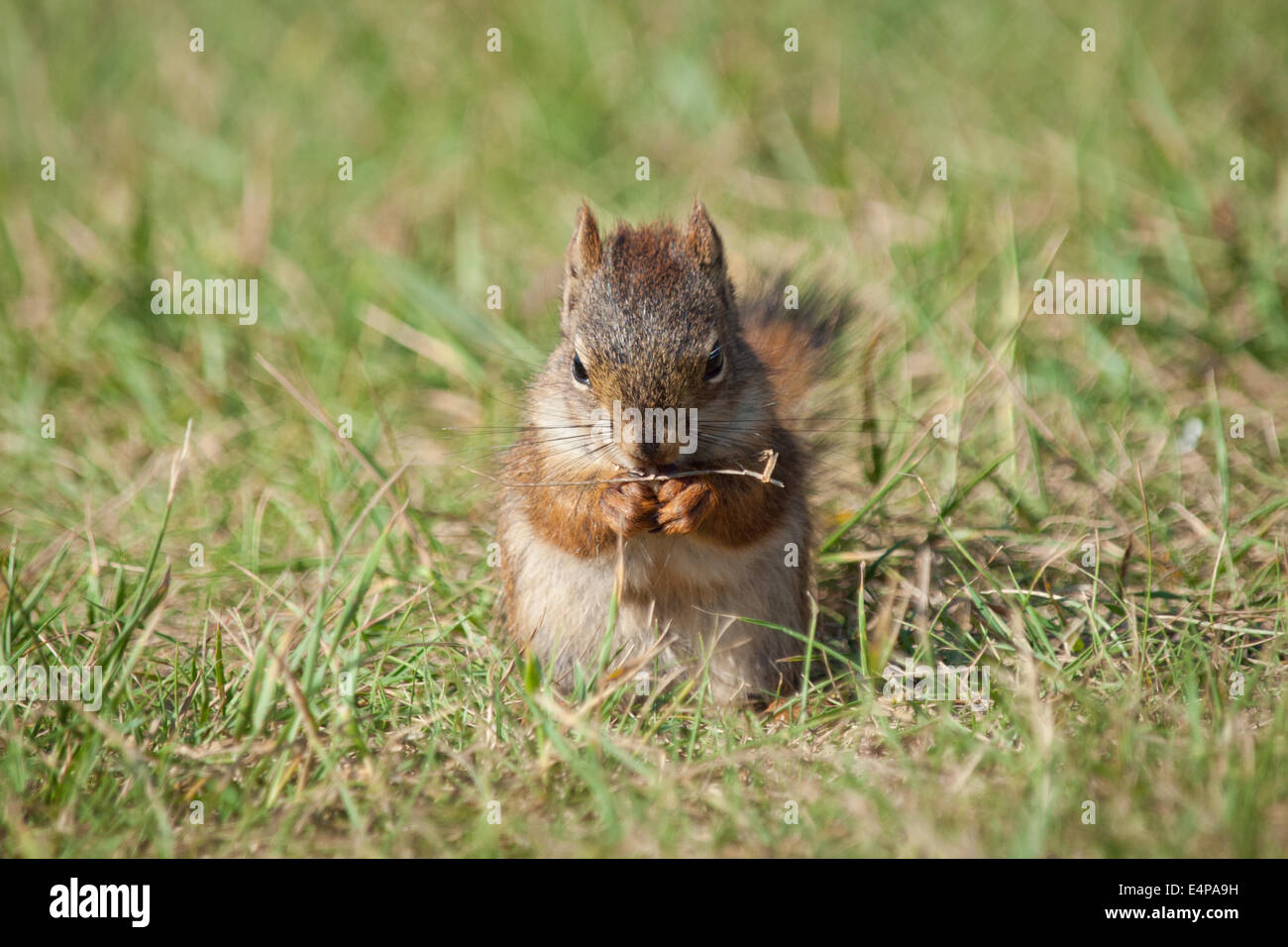 Un Mignon Bebe Ecureuil Roux Tamiasciurus Hudsonicus Sur Une Pelouse Ensoleillee Edmonton Alberta Canada Photo Stock Alamy Un Mignon Bebe Ecureuil Roux Tamiasciurus Hudsonicus Sur Une Pelouse Ensoleillee Edmonton Alberta Canada Photo Stock Alamy