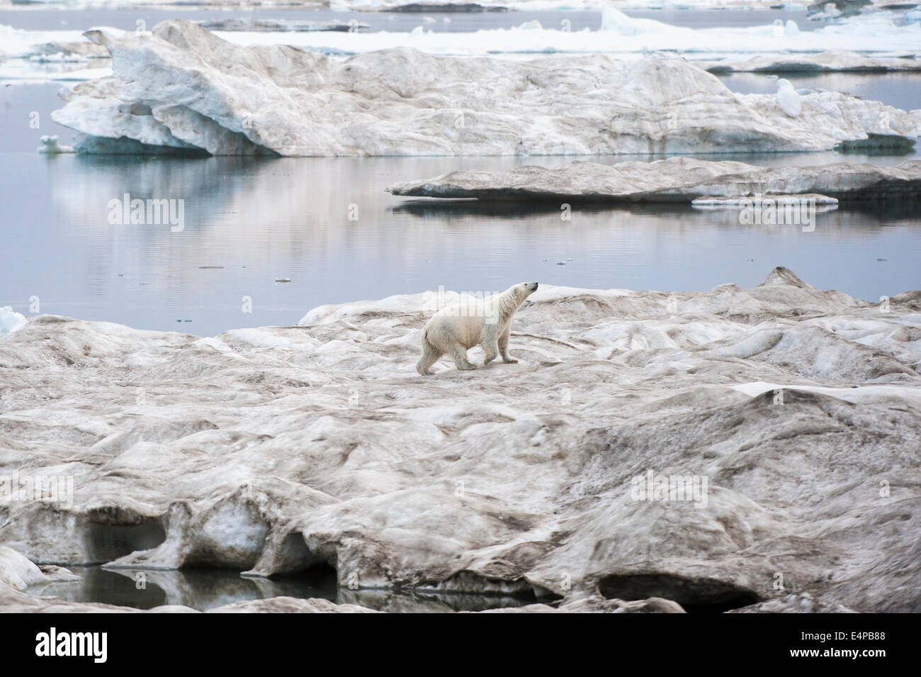 L'ours polaire sur la glace flottante (Ursus maritimus), Cape Waring, l'île Wrangel, Chuckchi Mer, Tchoukotka, Extrême-Orient russe Banque D'Images