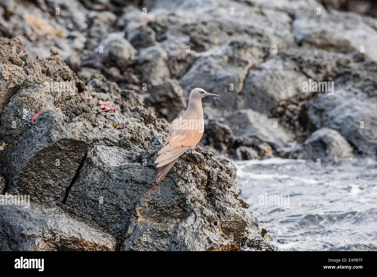 Les Galápagos noddi brun (Anous stolidus galapagensis), l'île de Santa Cruz, Galapagos, Equateur Banque D'Images