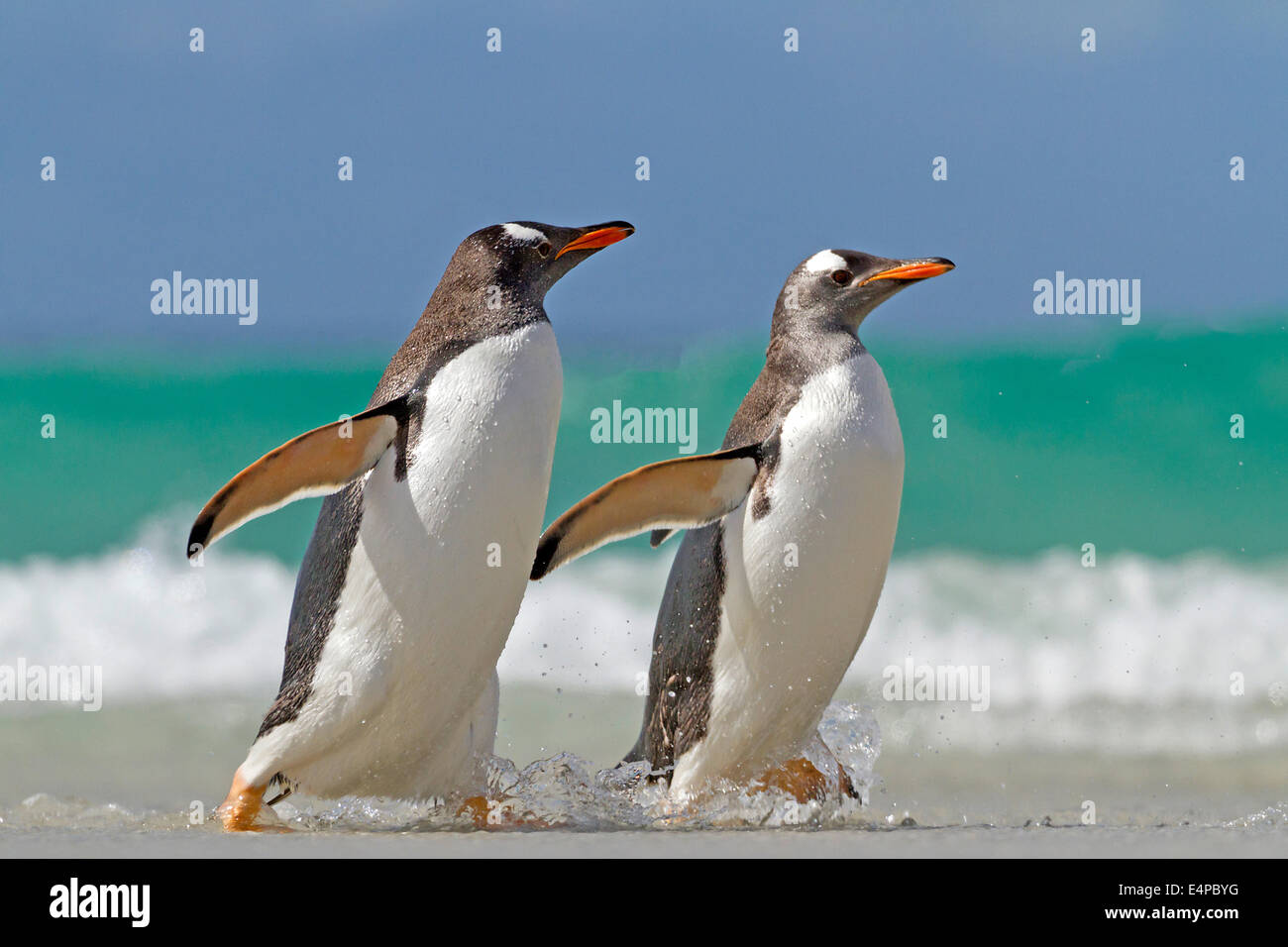 Eselspinguin - Falkland Inseln Banque D'Images