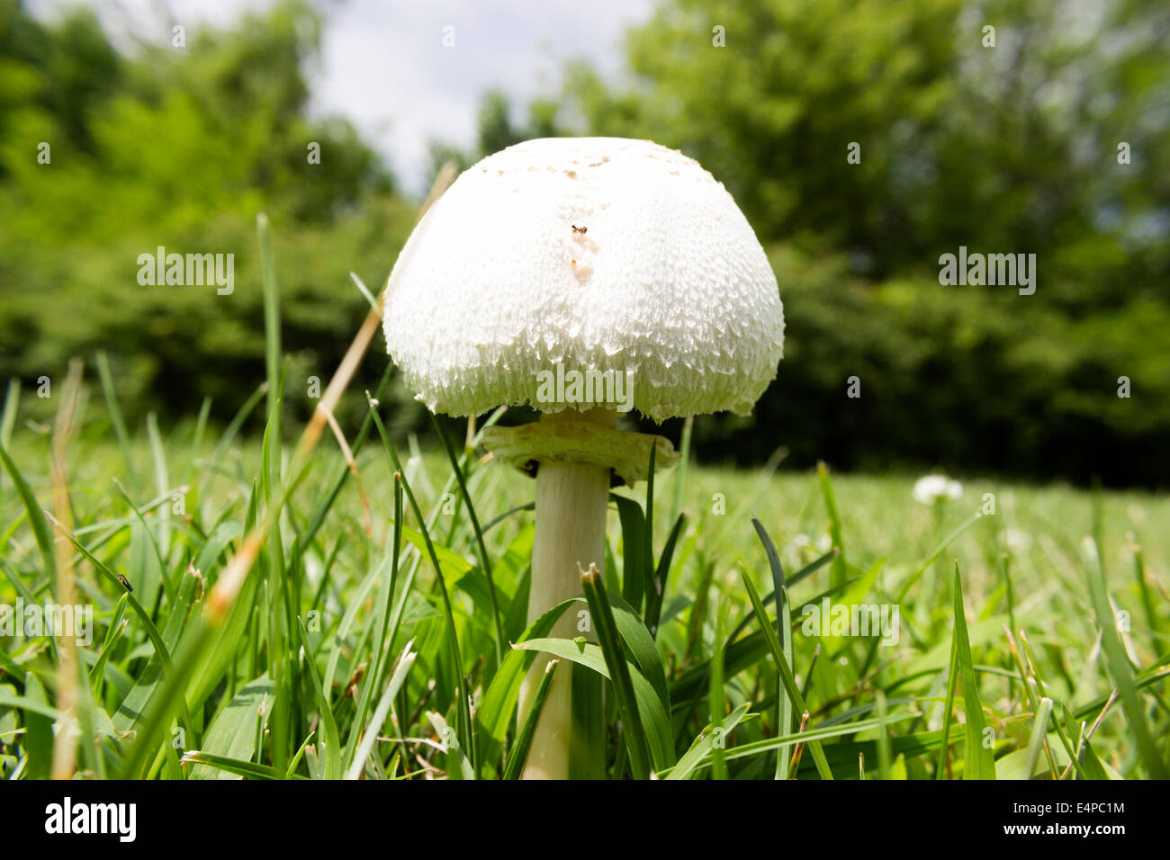 La culture des champignons dans une zone herbeuse. Banque D'Images