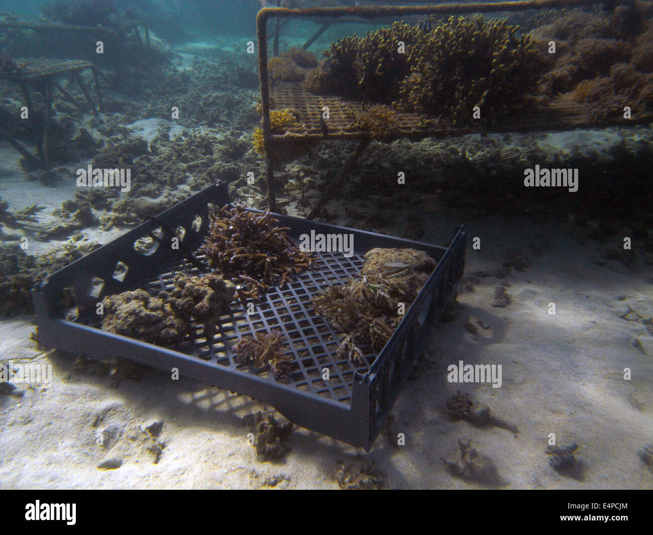 Fragments de coraux propagée en cours de la ferme, la Côte de Corail, Viti Levu, Fidji Banque D'Images