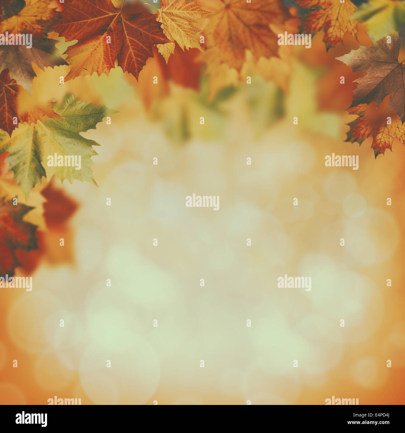 Antécédents d'automne beauté avec couleurs fanées Banque D'Images
