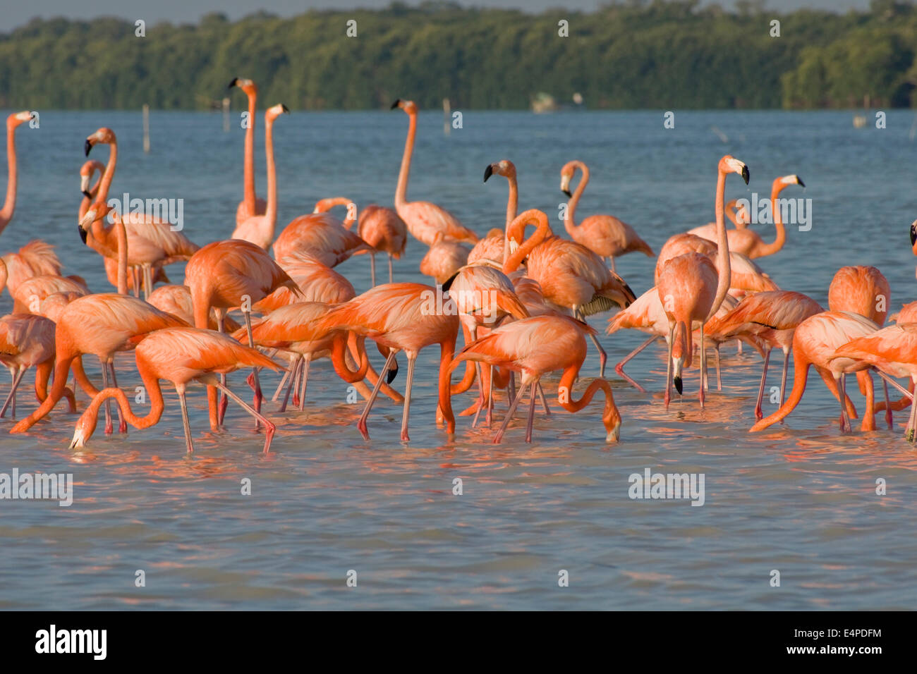 American flamants roses (Phoenicopterus ruber), la réserve de la biosphère de Celestún, Celestún, Yucatán, Mexique Banque D'Images