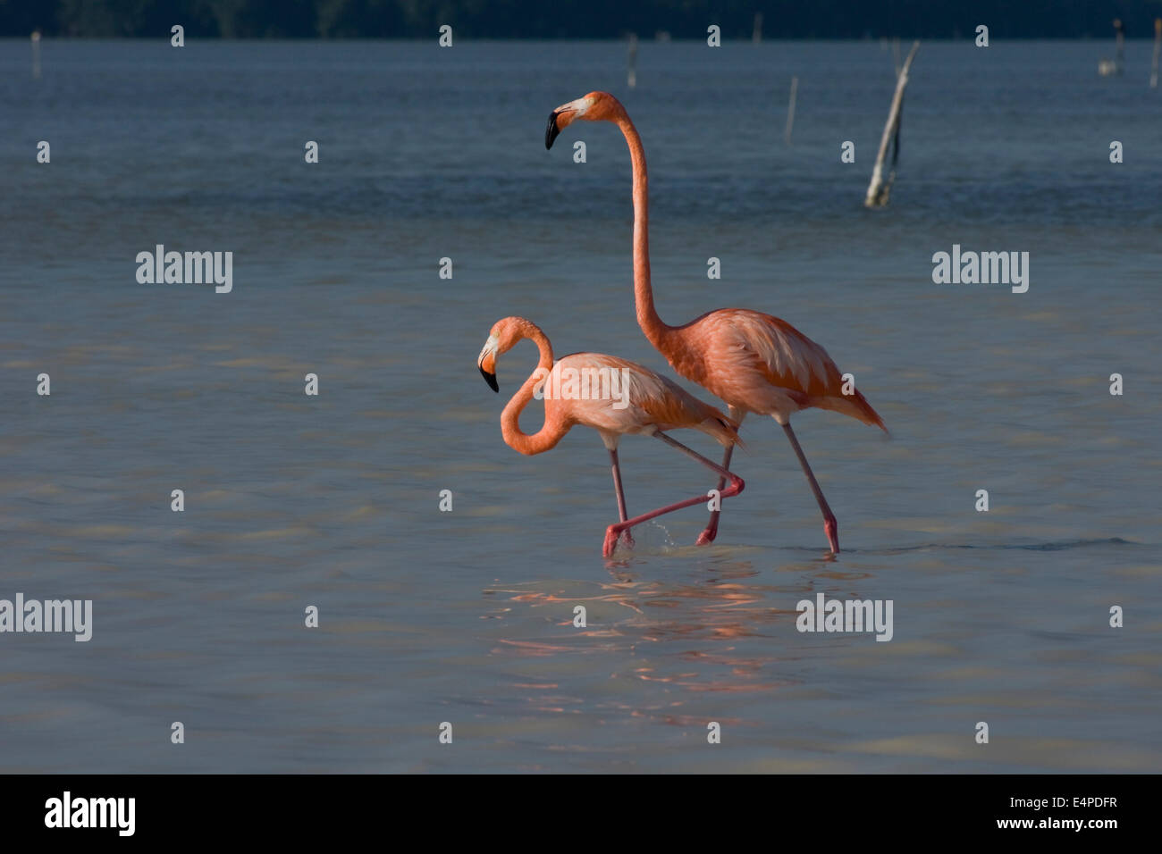 American flamants roses (Phoenicopterus ruber), la réserve de la biosphère de Celestún, Celestún, Yucatán, Mexique Banque D'Images