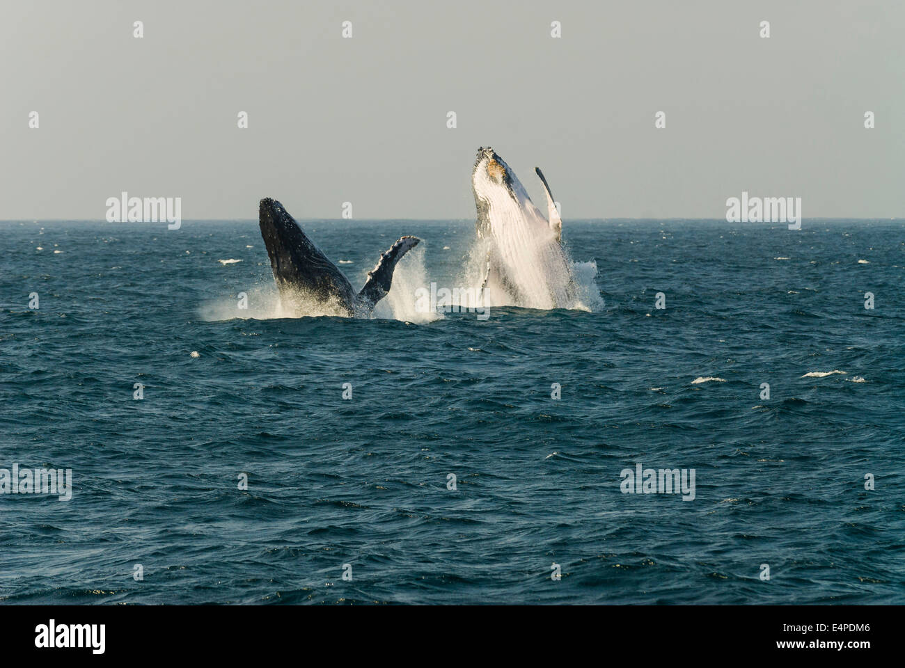 Saut à deux baleines à bosse (Megaptera novaeangliae), Côte d'éléphant, KwaZulu-Natal, Afrique du Sud Banque D'Images
