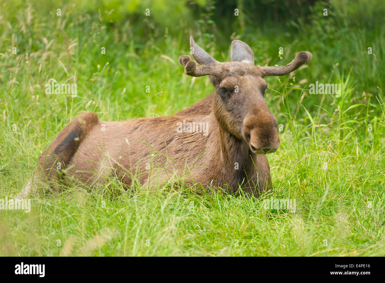 Eurasian les wapitis ou les orignaux (Alces alces), bull orignal avec bois en velours, couché sur un pré, captive, Basse-Saxe, Allemagne Banque D'Images