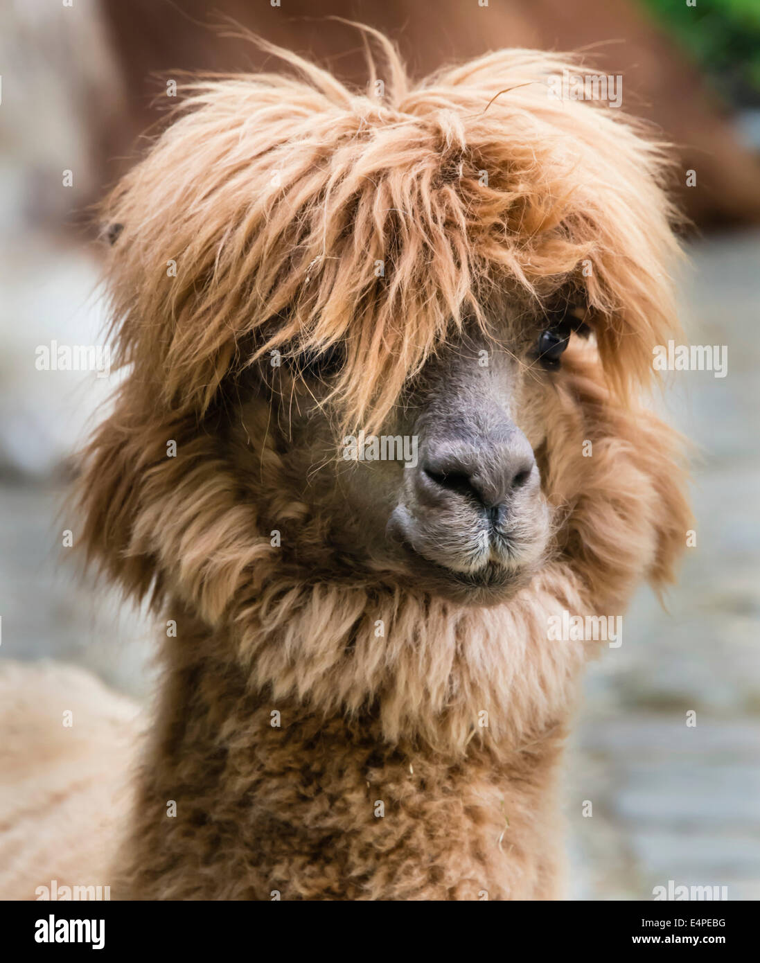 Le lama (Lama glama), portrait d'animaux Banque D'Images