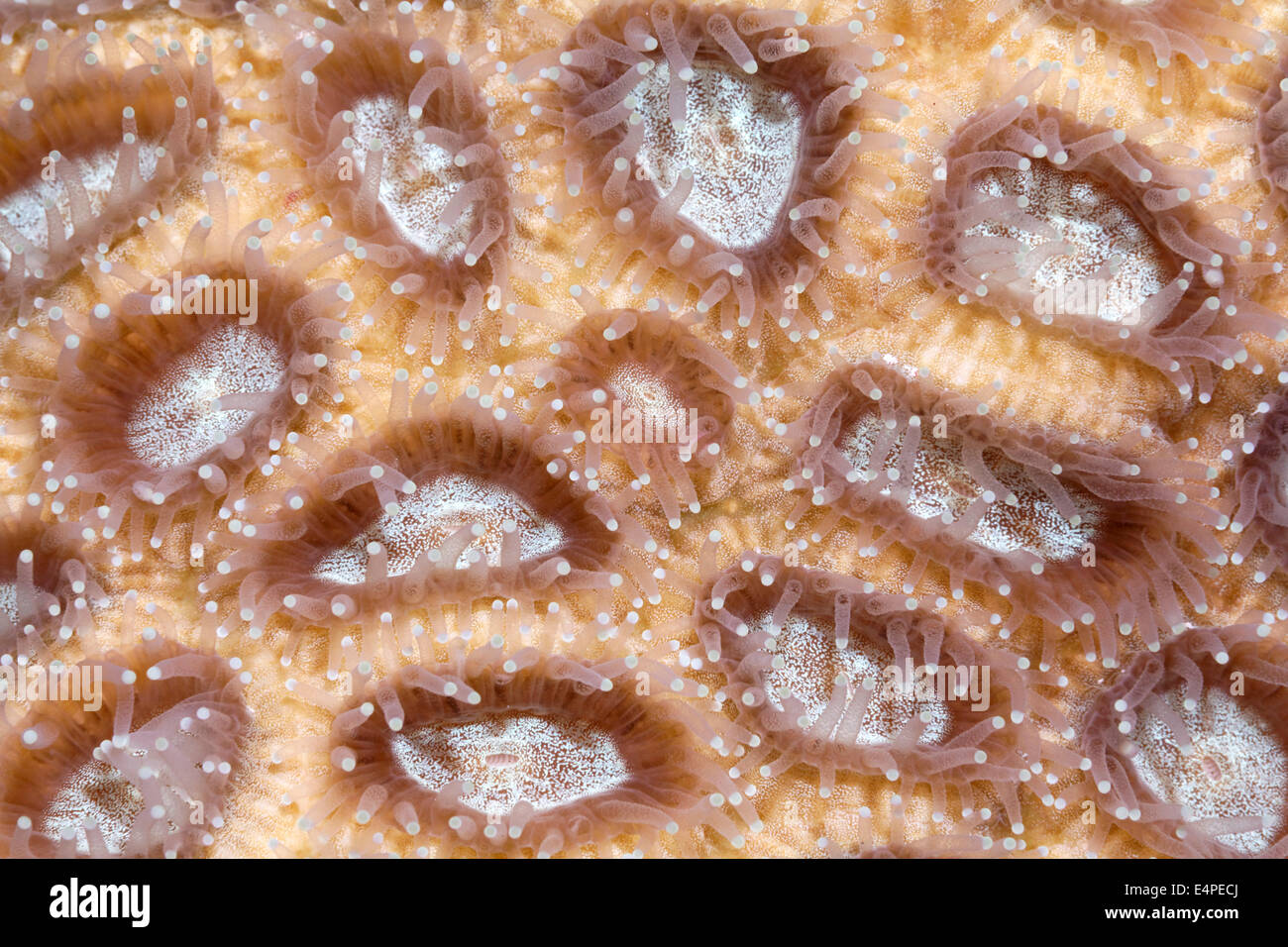 Ouvrir un polypes de coraux durs (Hexacoralliaires nocturne), Red Sea, Egypt Banque D'Images