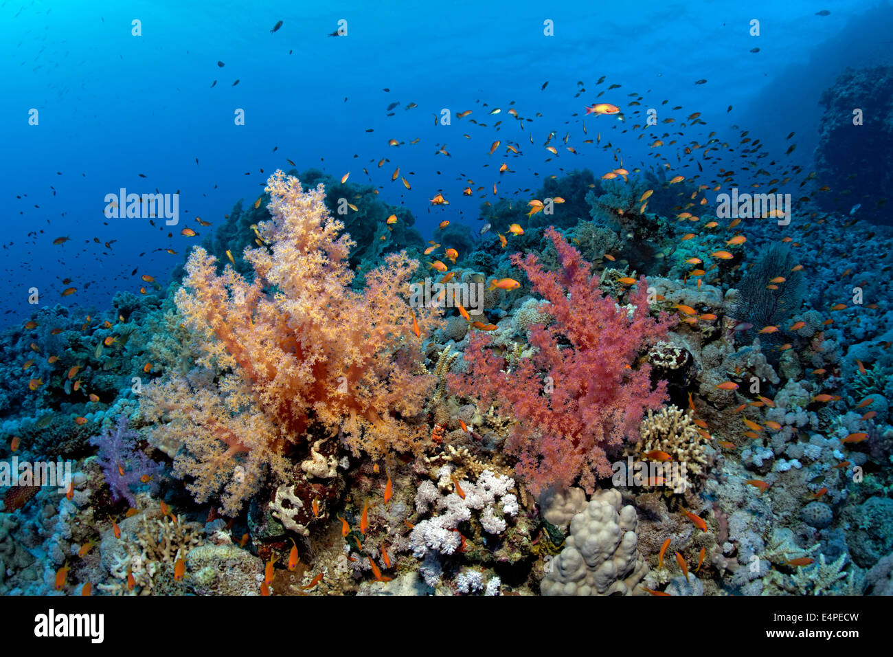 Les coraux mous (Klunzinger Dendronephthya klunzingeri) et d'un essaim d'Anthias (Anthiinae) sur les coraux de la végétation dense Banque D'Images