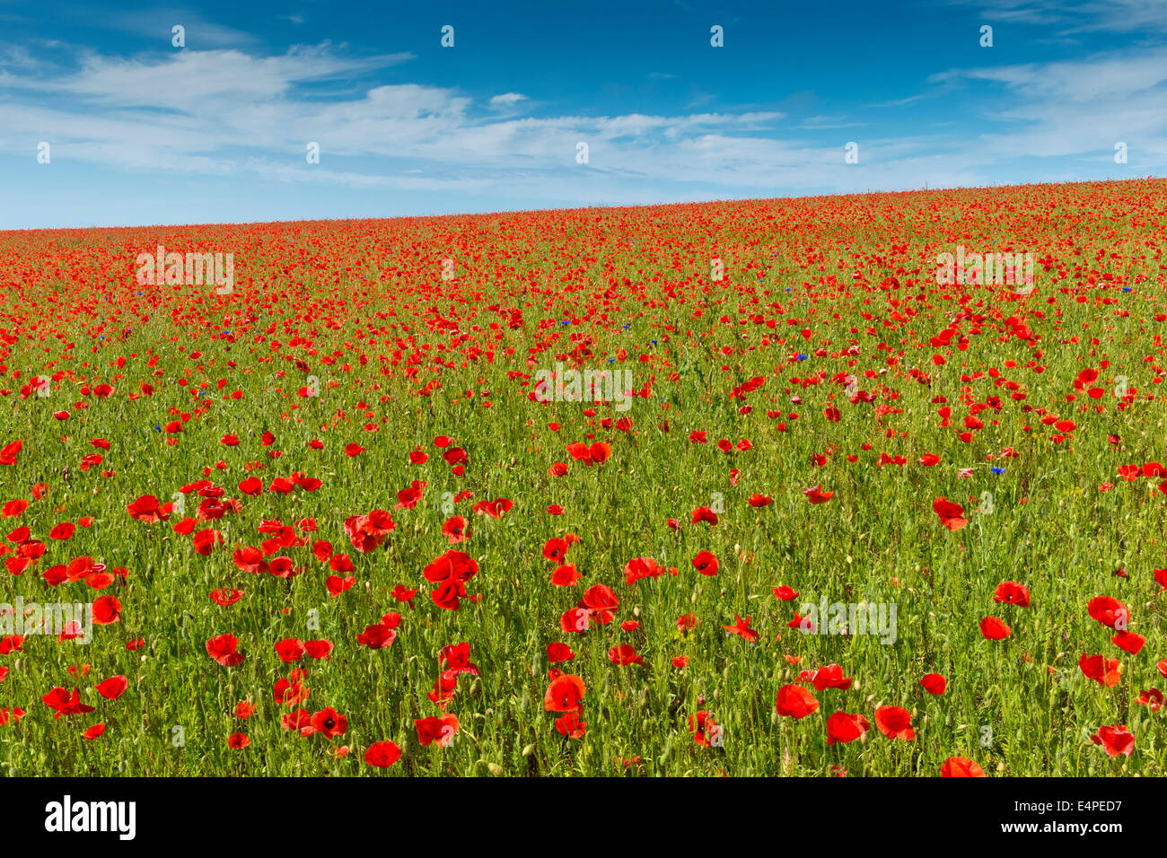 Avec le maïs champ coquelicots (Papaver rhoeas), Rügen, Mecklembourg-Poméranie-Occidentale, Allemagne Banque D'Images