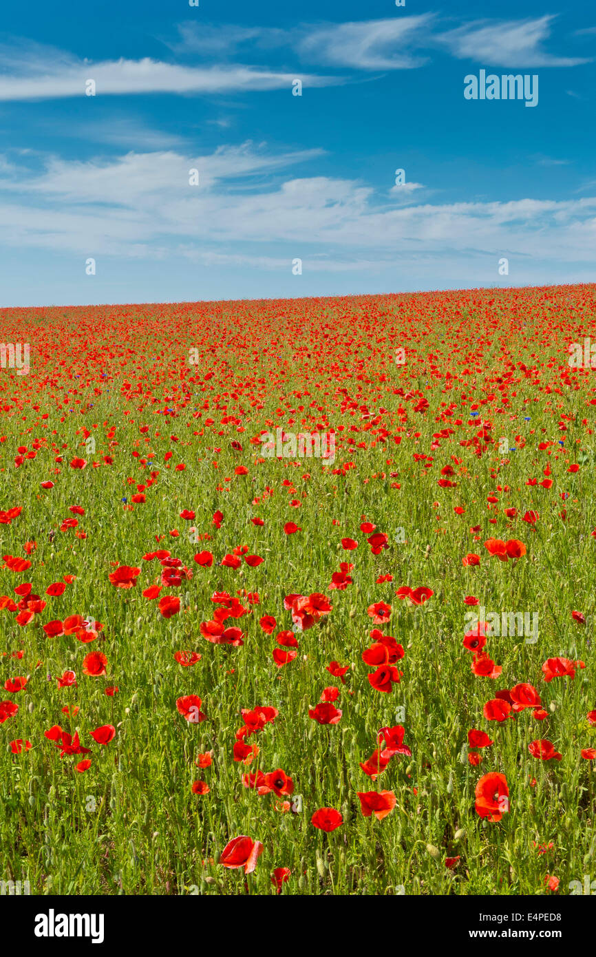 Avec le maïs champ coquelicots (Papaver rhoeas), Rügen, Mecklembourg-Poméranie-Occidentale, Allemagne Banque D'Images