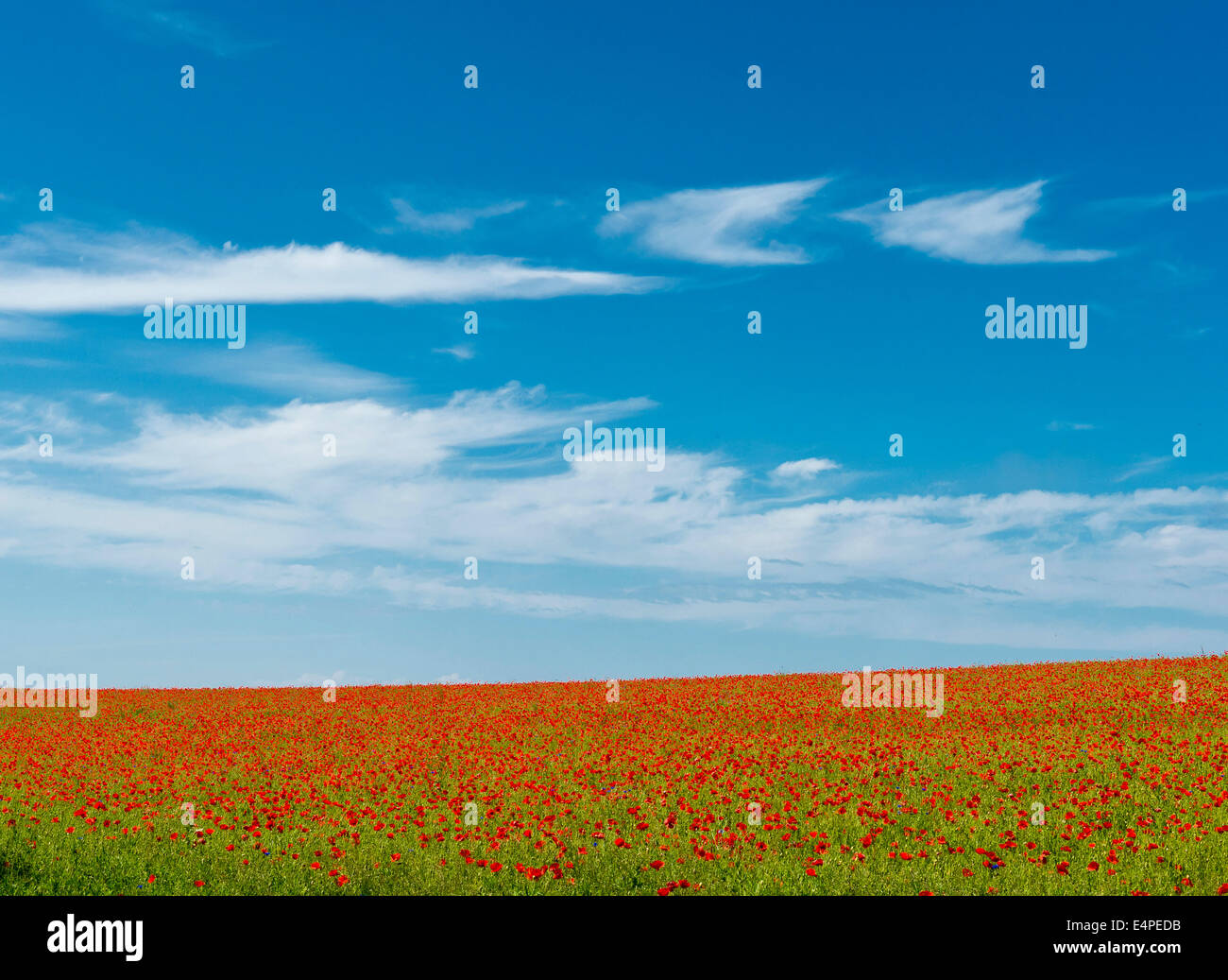 Avec le maïs champ coquelicots (Papaver rhoeas), Rügen, Mecklembourg-Poméranie-Occidentale, Allemagne Banque D'Images