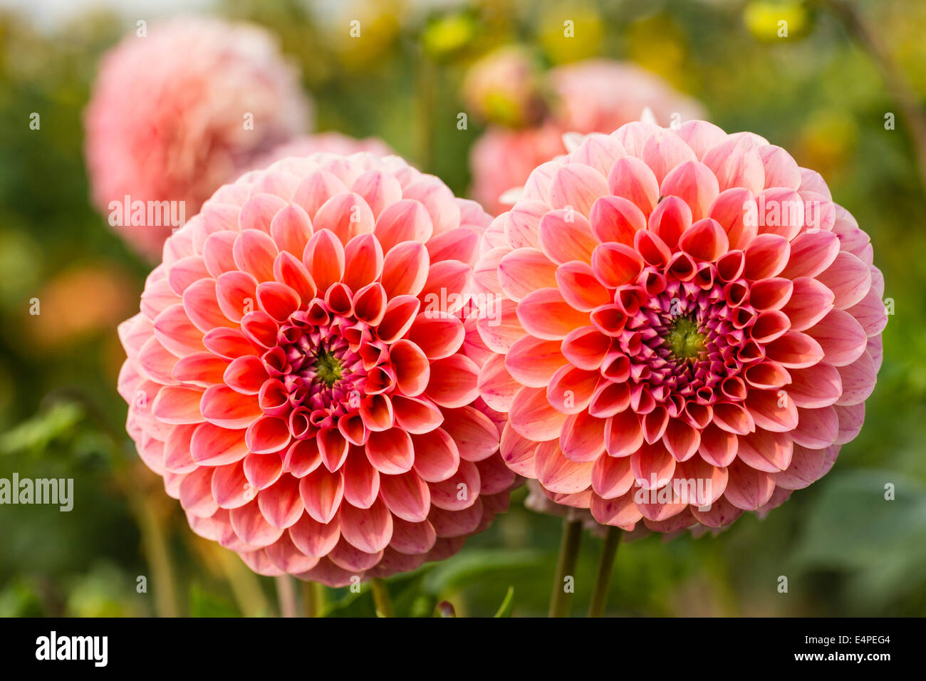 Dahlia (dahlia sp.), Hesse, Allemagne Banque D'Images