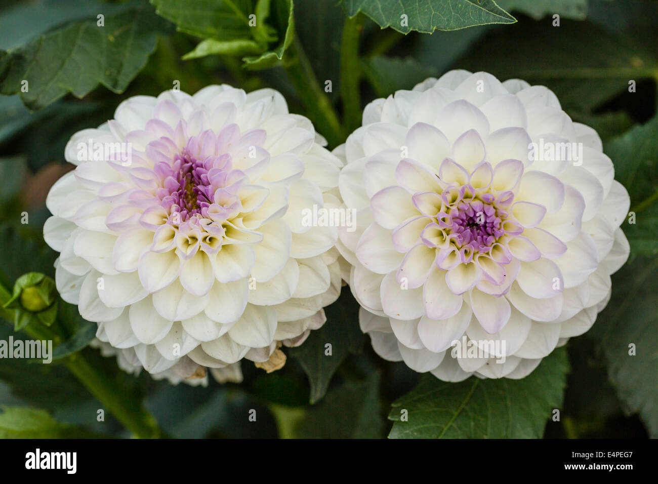 Dahlia (dahlia sp.), Hesse, Allemagne Banque D'Images