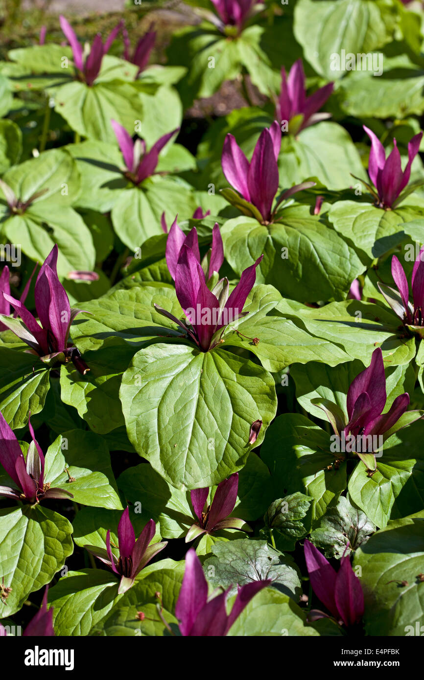Trillium chloropetalum var. giganteum Banque D'Images