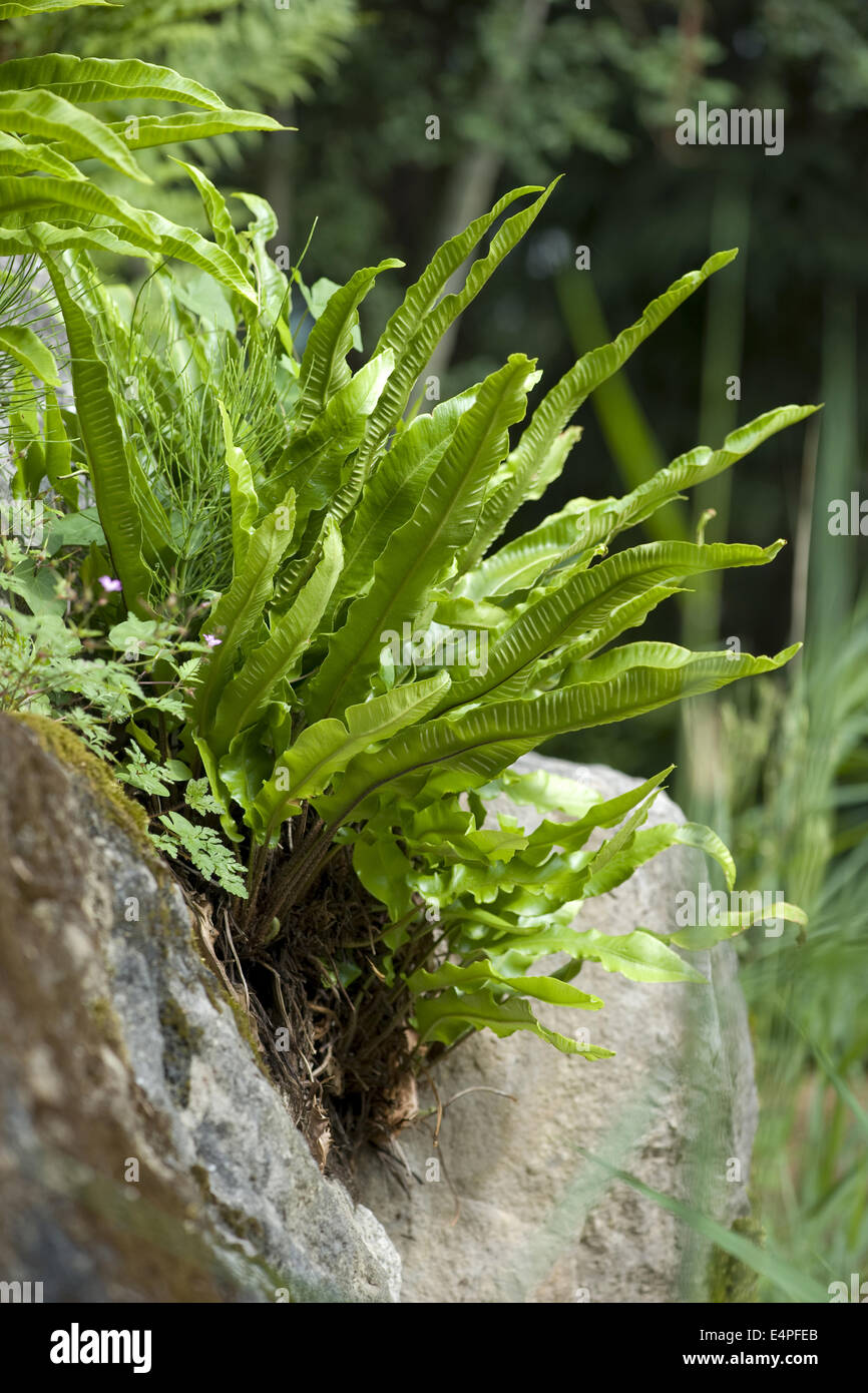 Scolopendre, Asplenium scolopendrium Banque D'Images