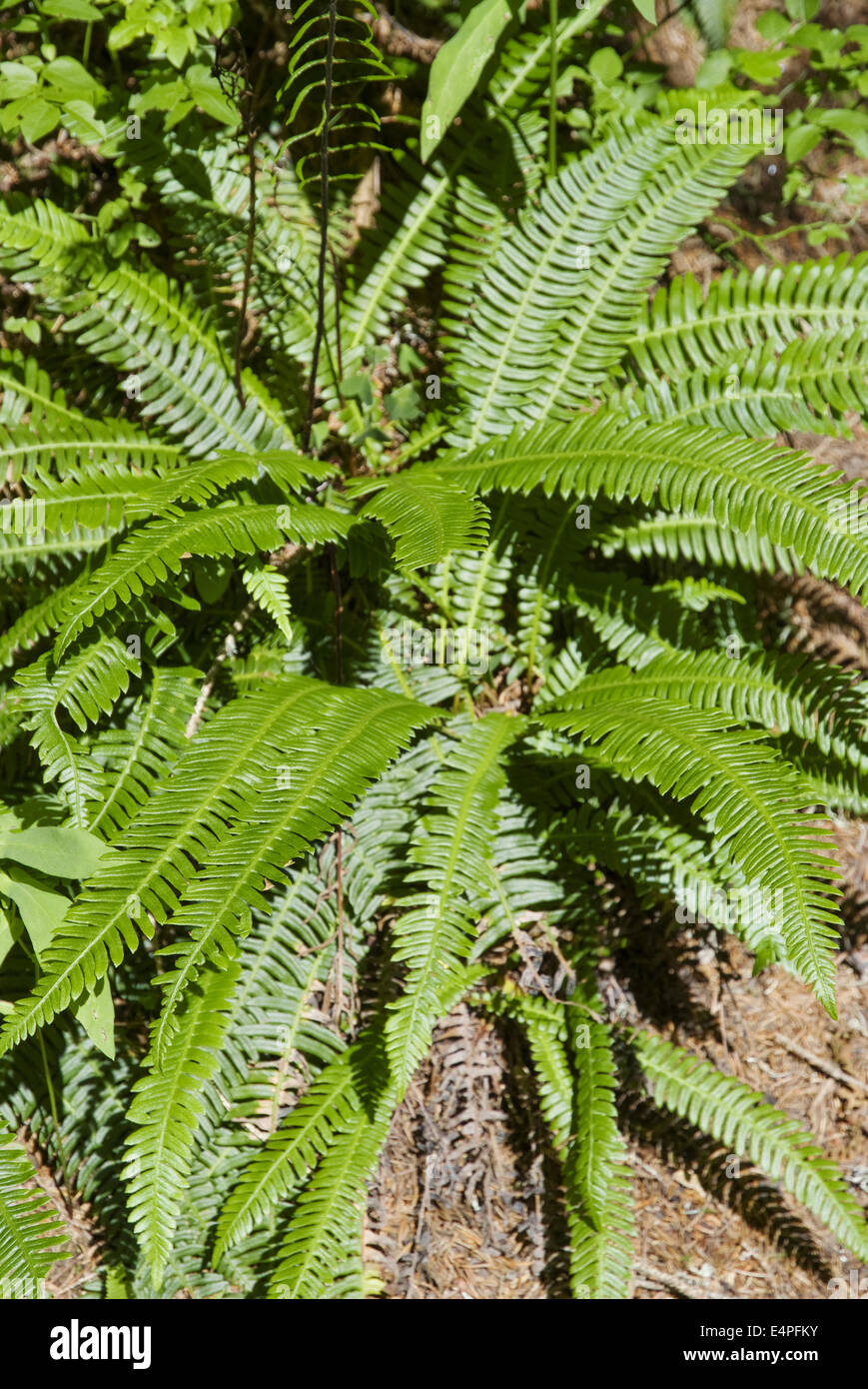 Blechnum Blechnum spicant, Banque D'Images