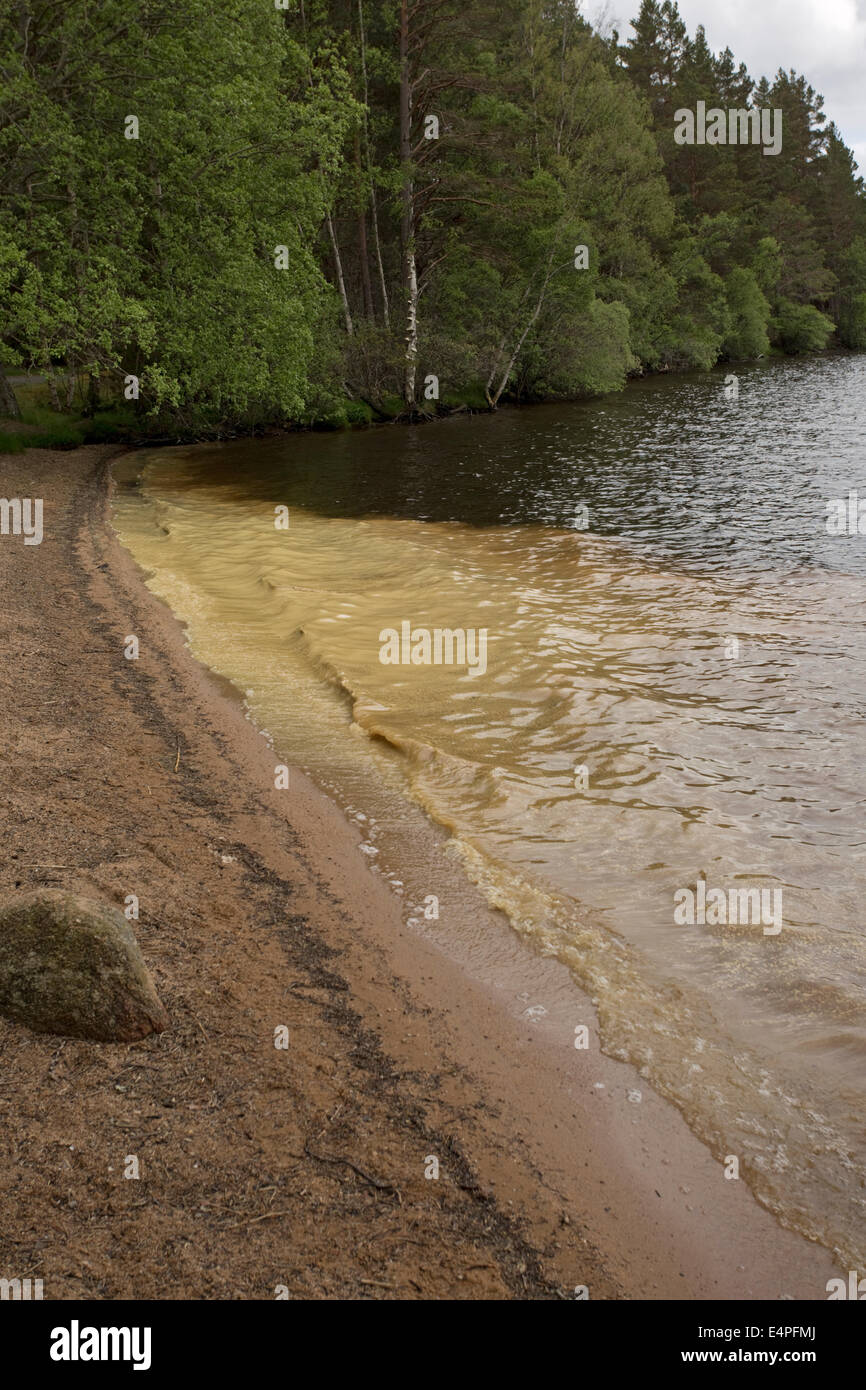 Couleur bleu-vert de la prolifération des algues phytoplanctoniques Abernethy National Nature Reserve Speyside Ecosse Inverness Loch Garten Banque D'Images