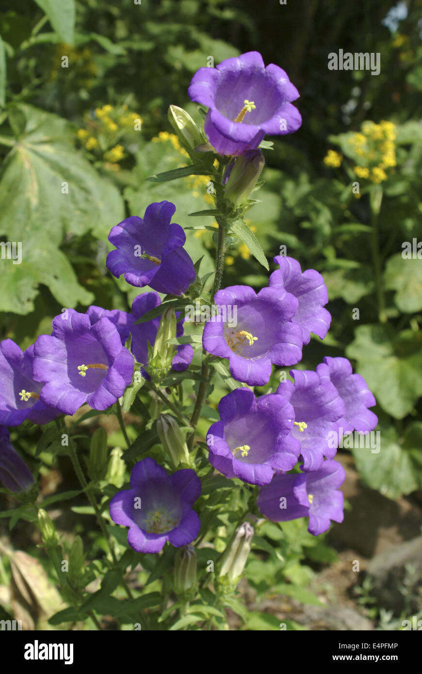 Canterbury bells, Campanula medium Banque D'Images