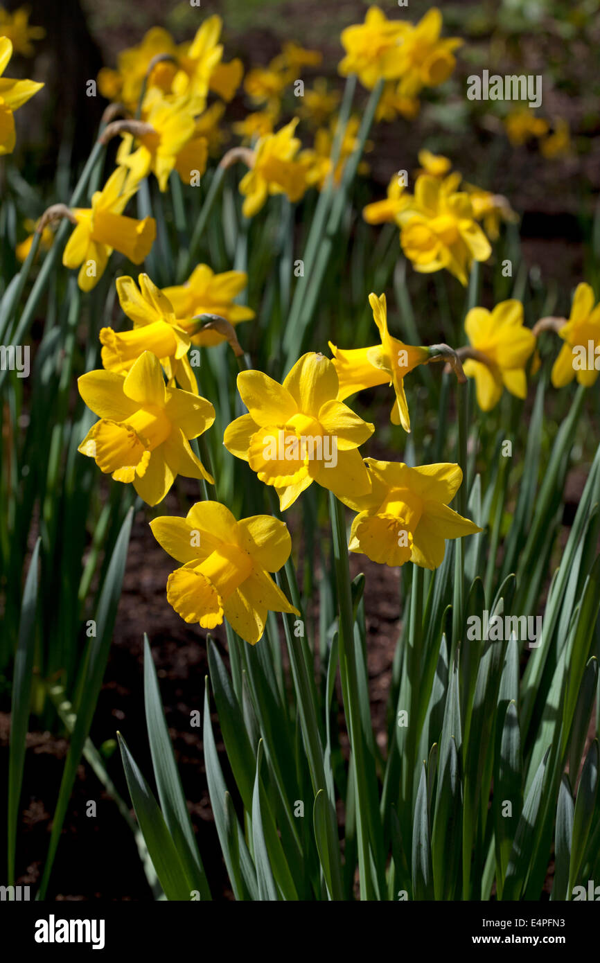 Narcissus 'Voyeur' Banque D'Images