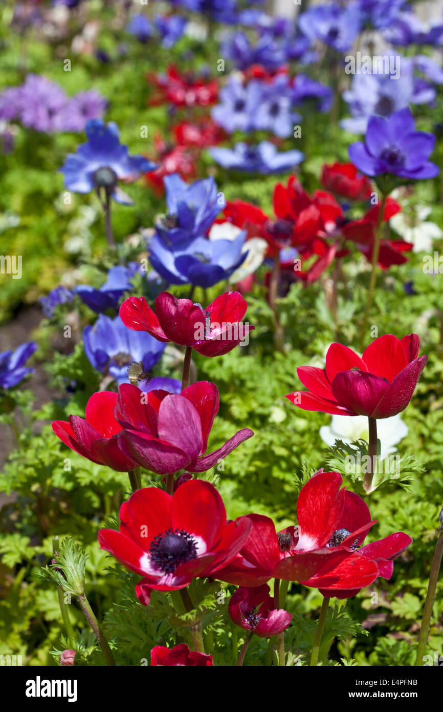 Anemone coronaria Groupe de Caen Banque D'Images