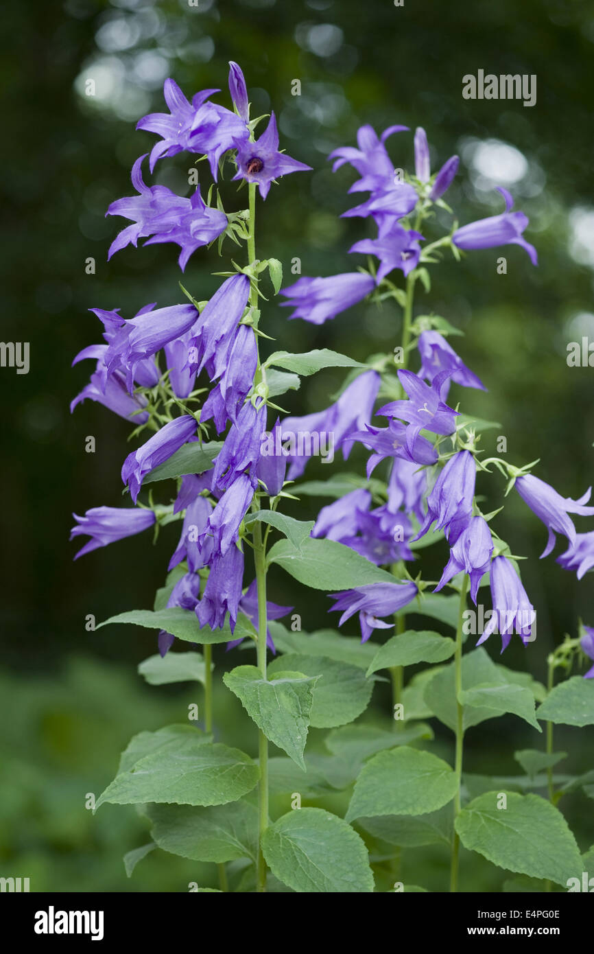 Bellflower, Campanula latifolia géant Banque D'Images
