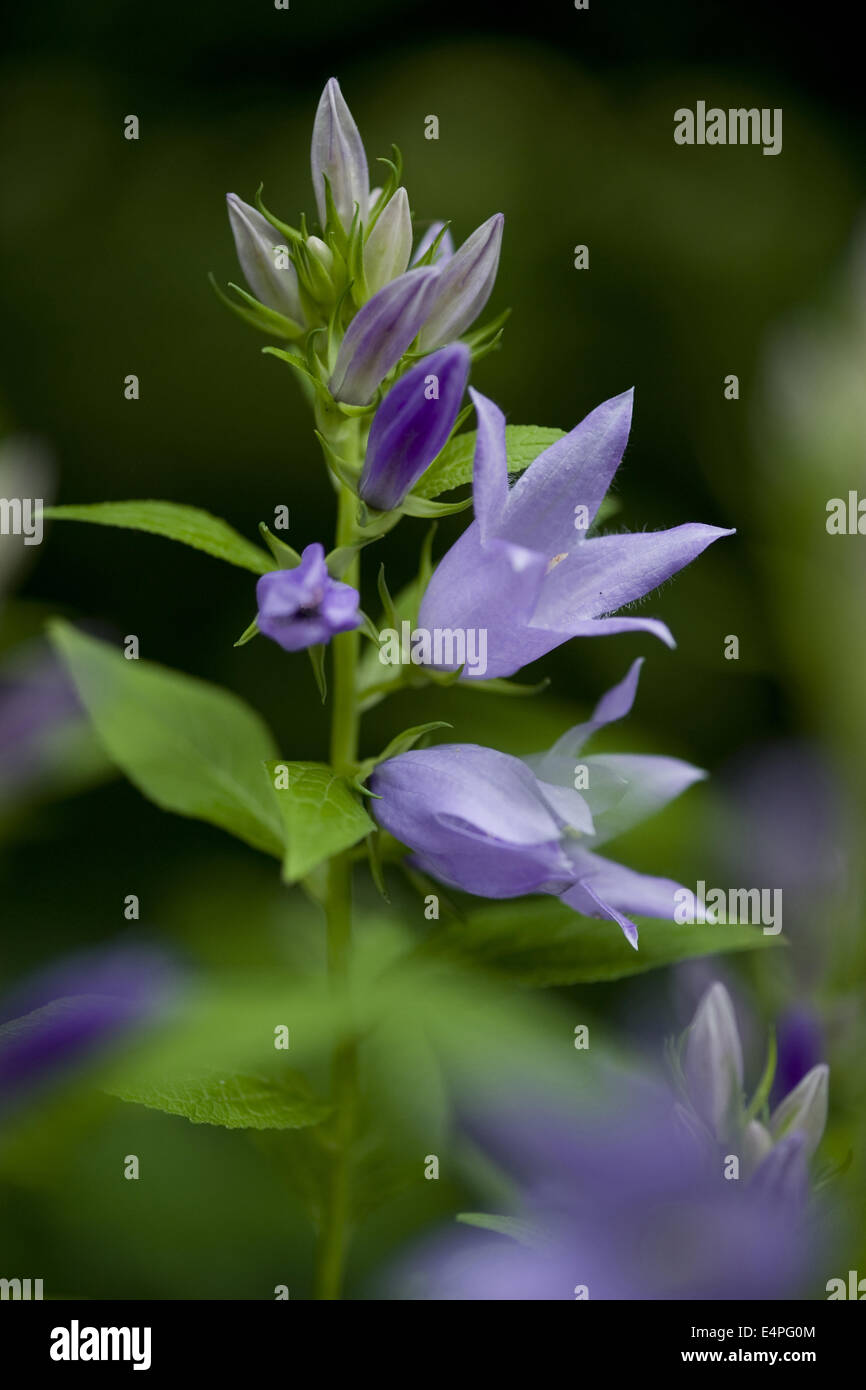 Bellflower, Campanula latifolia géant Banque D'Images