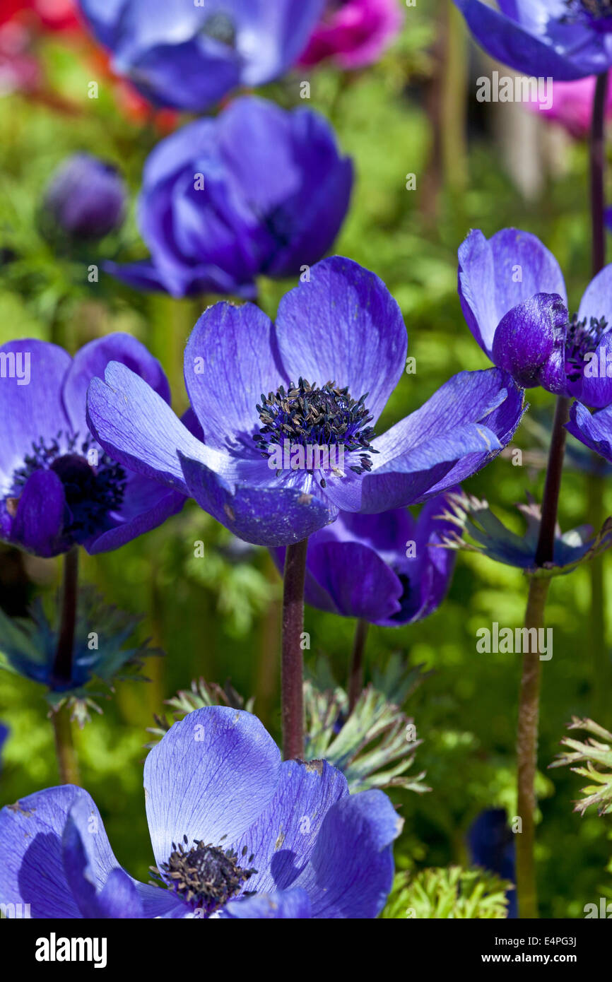 Anemone coronaria Groupe de Caen Banque D'Images