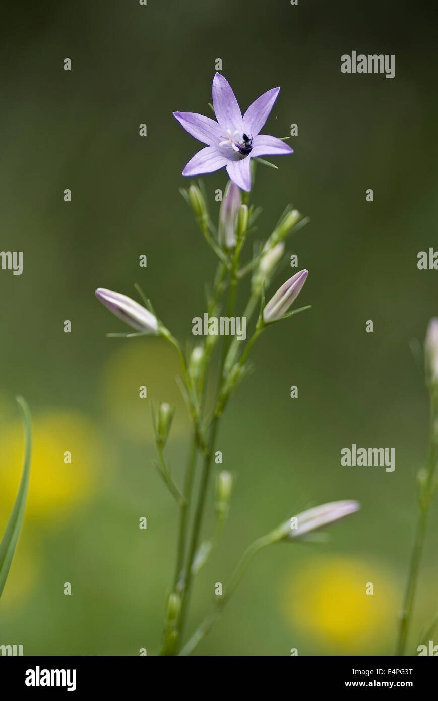 Rampion bellflower, Campanula rapunculus Banque D'Images