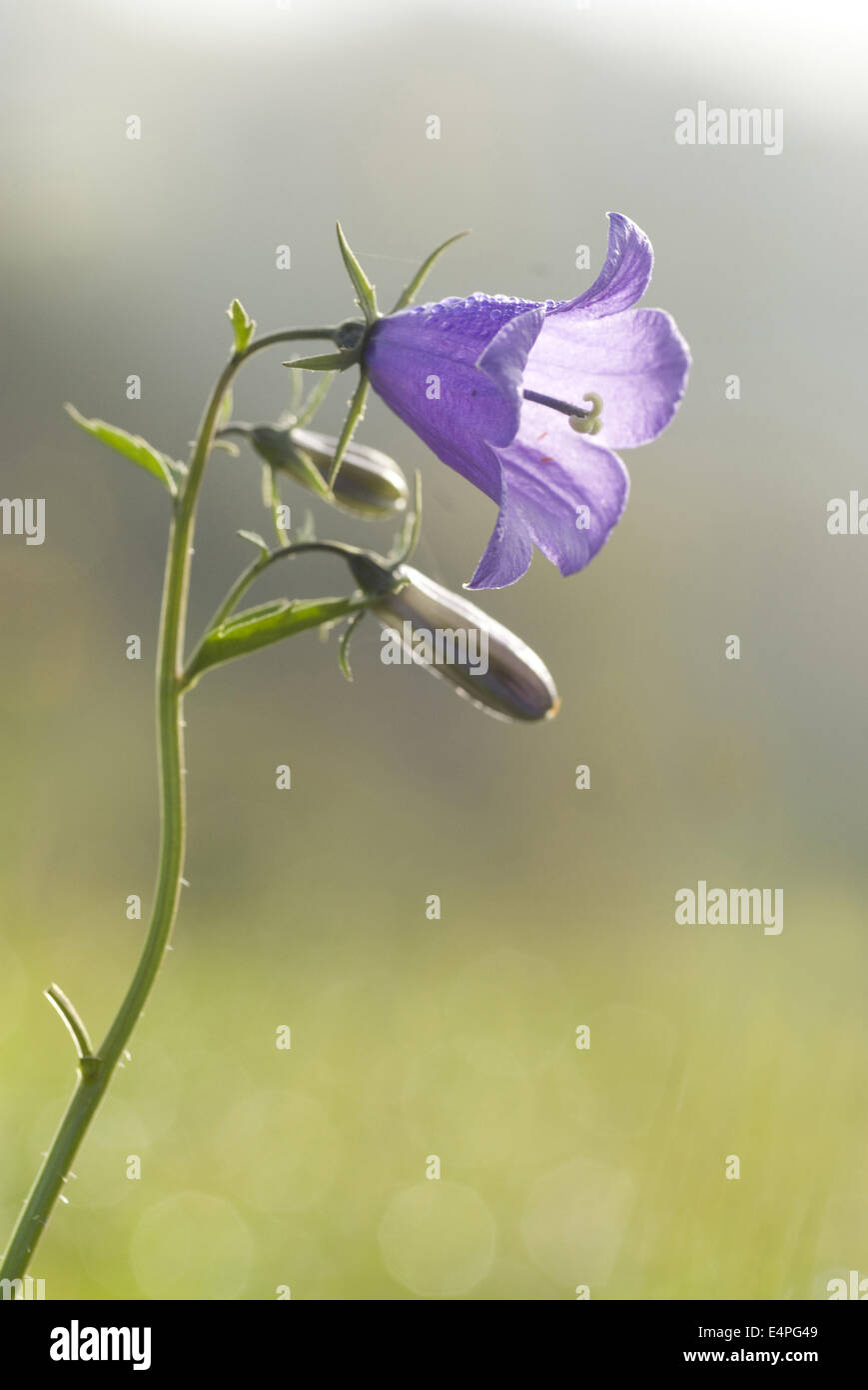 Campanule à larges feuilles campanula rhomboidalis, Banque D'Images