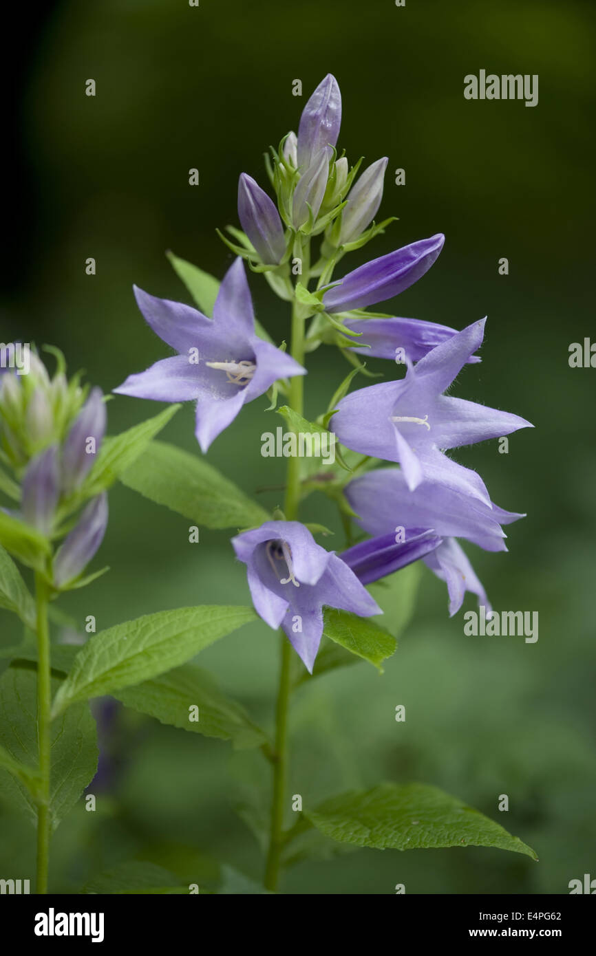 Bellflower, Campanula latifolia géant Banque D'Images