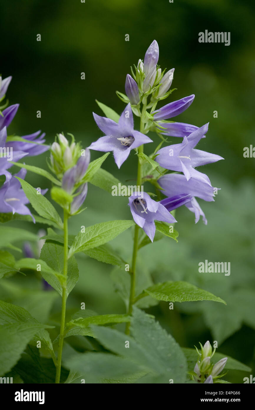 Bellflower, Campanula latifolia géant Banque D'Images