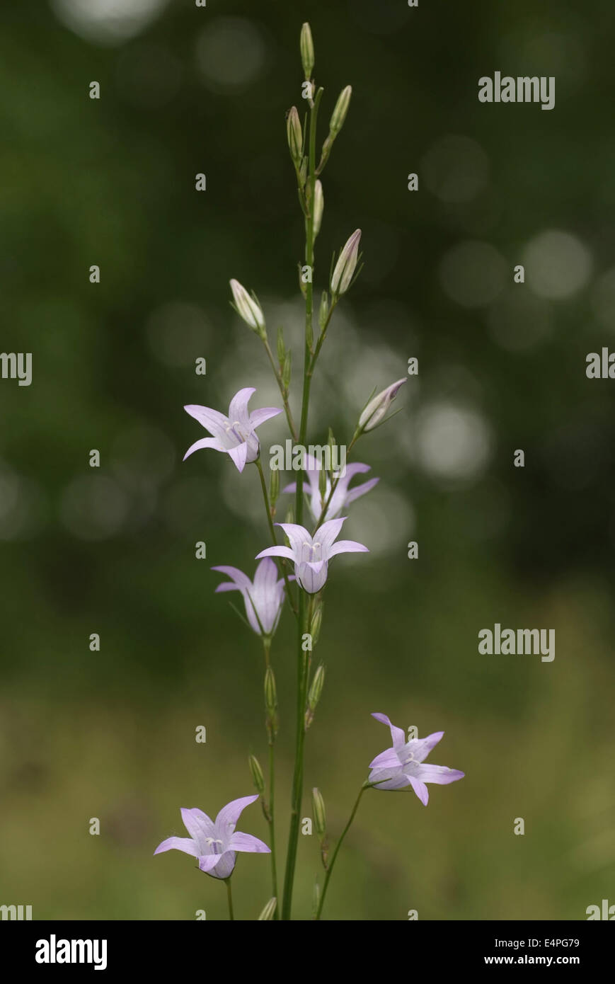 Rampion bellflower, Campanula rapunculus Banque D'Images