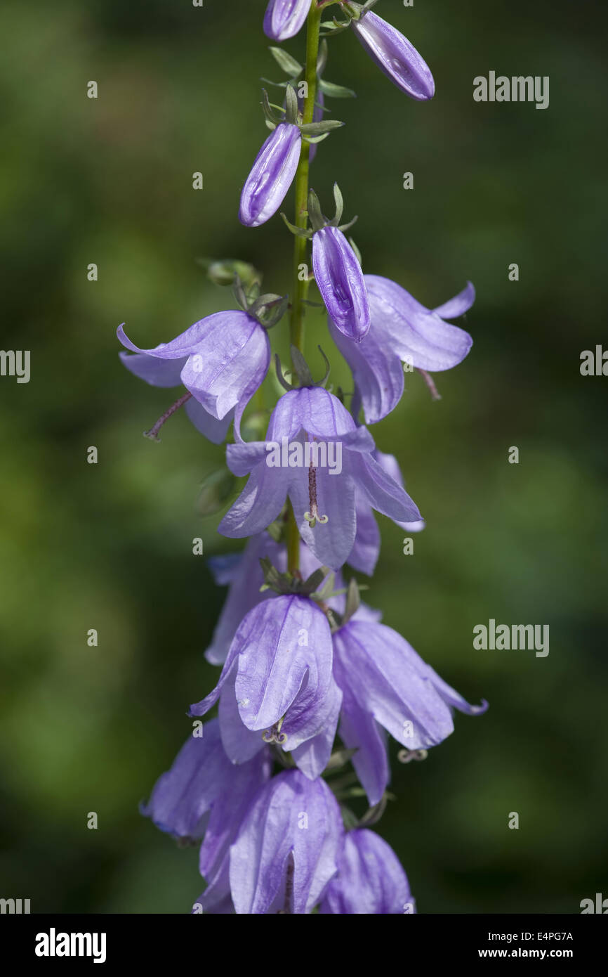 Bellflower, Campanula rapunculoides rampante Banque D'Images