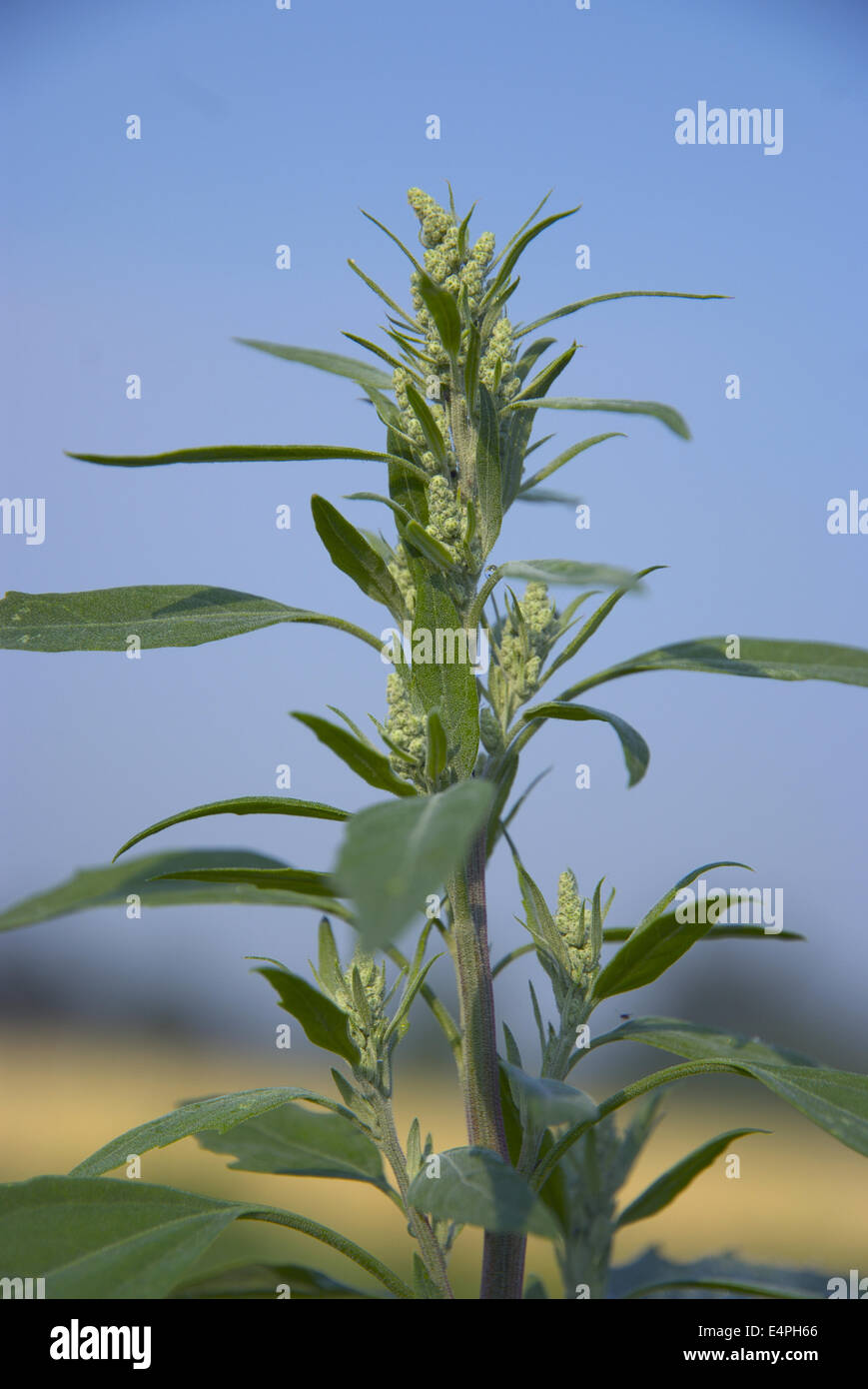 Le chénopode blanc Chenopodium album, album ssp. Banque D'Images