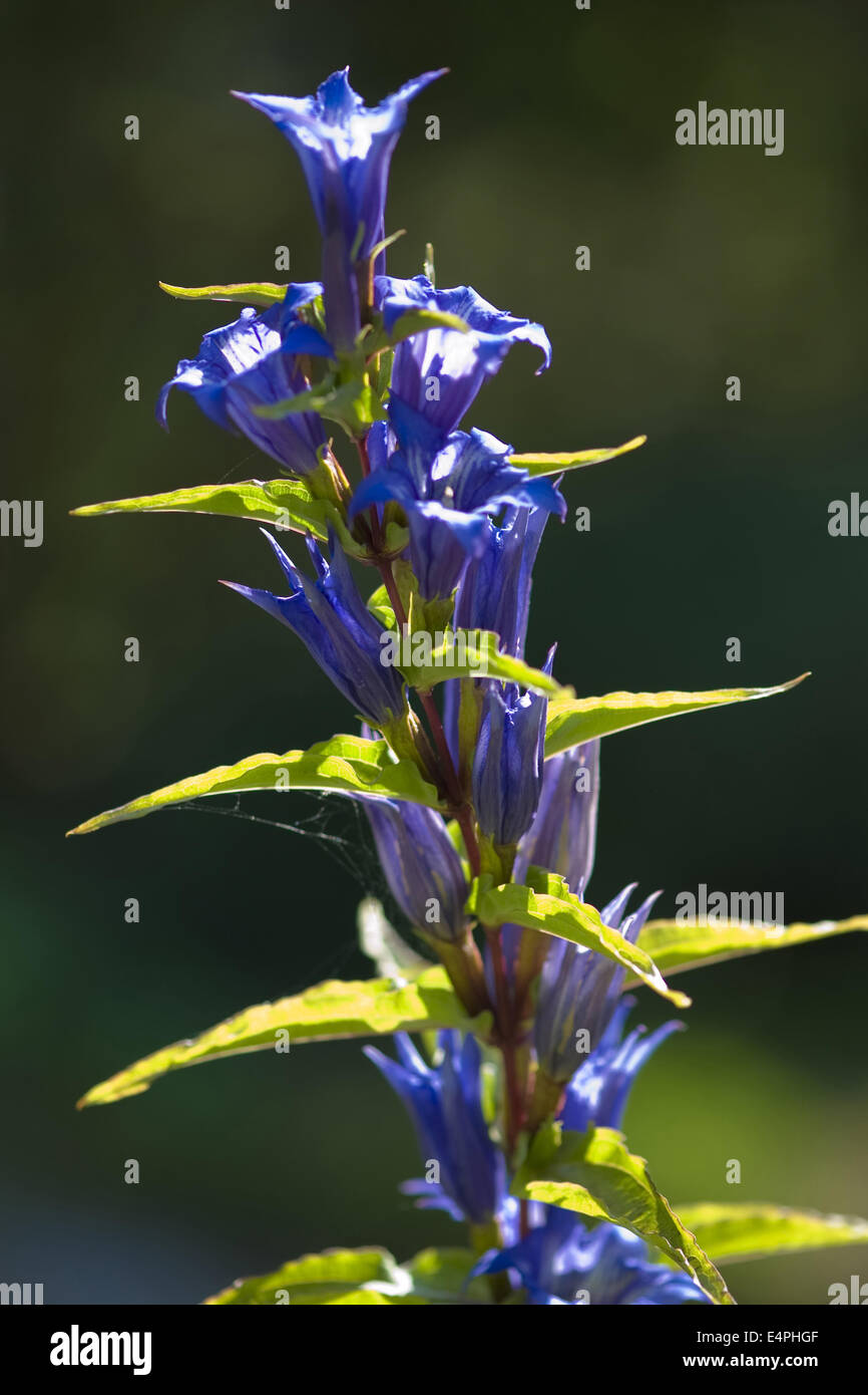 Willow gentiane, Gentiana asclepiadea Banque D'Images