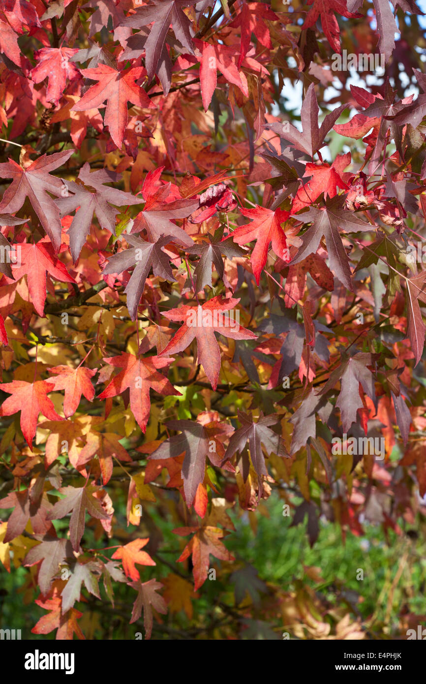 Liquidambar styraciflua 'Wordplesdon' en Octobre Banque D'Images