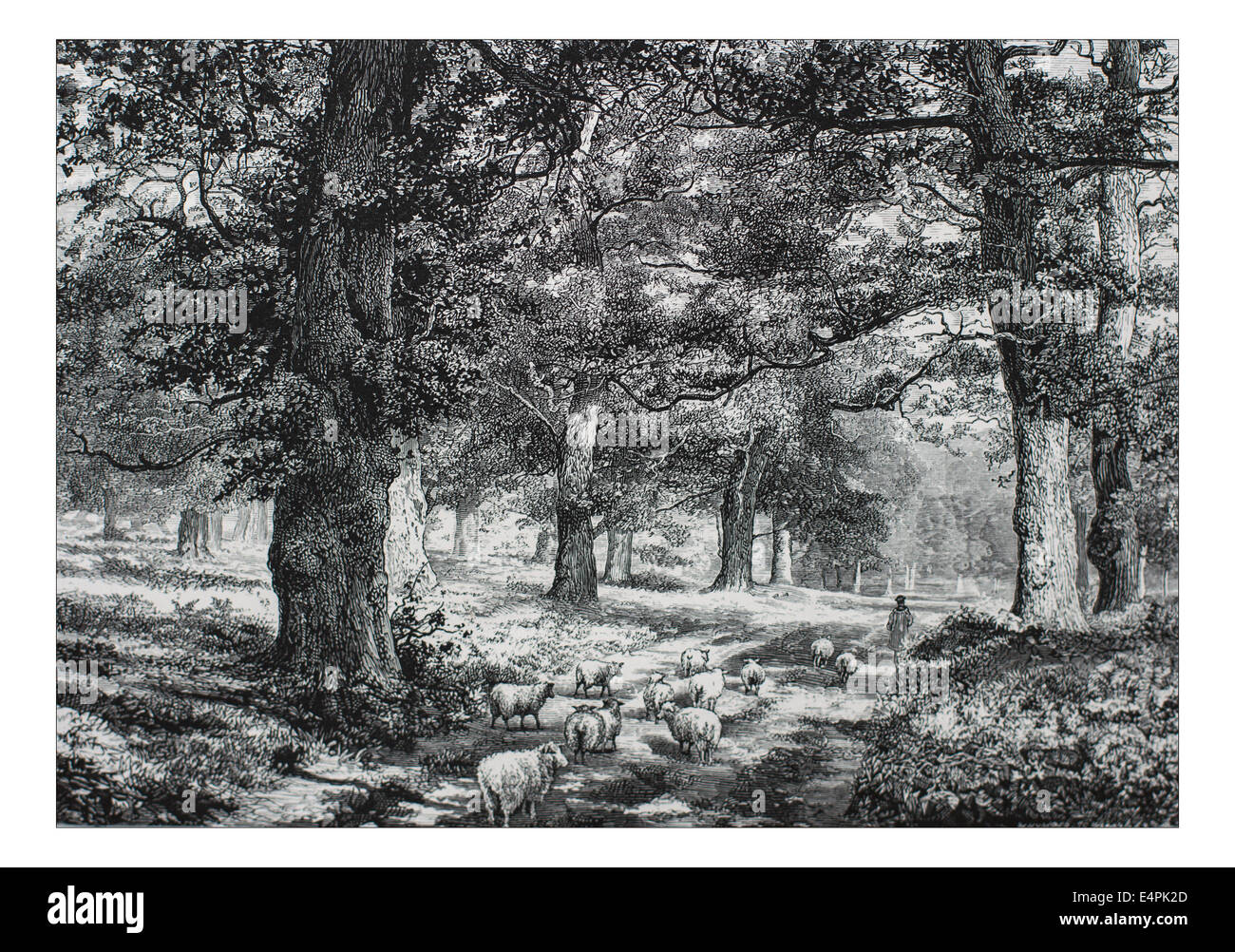 Dans la forêt de Sherwood Illustration de 'les îles britanniques - Cassell Petter Galpin et pittoresque partie 6 l'Europe. L'Europe était un pittoresque illustré Ensemble de magazines publiés par Cassell, Petter, Galpin & Co. de Londres, Paris et New York en 1877. Les publications touristiques représenté en Europe hante, avec des descriptions de texte et de l'acier et de gravures sur bois par d'éminents artistes de l'époque, tels que Harry Fenn, William H J Boot, Thomas C. L. Rowbotham, Henry T. Green , Myles B. Foster, John Mogford , David H. McKewan, William L. Leitch, Edmund M. Wimperis et Joseph B. Smith. Banque D'Images