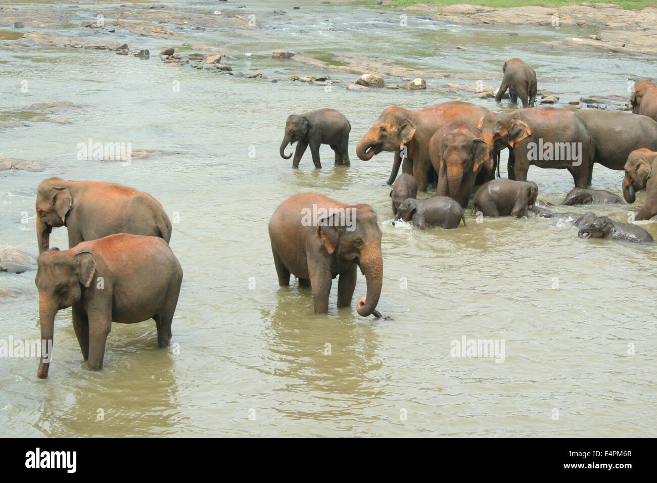 Elefanten im Wasser Banque D'Images