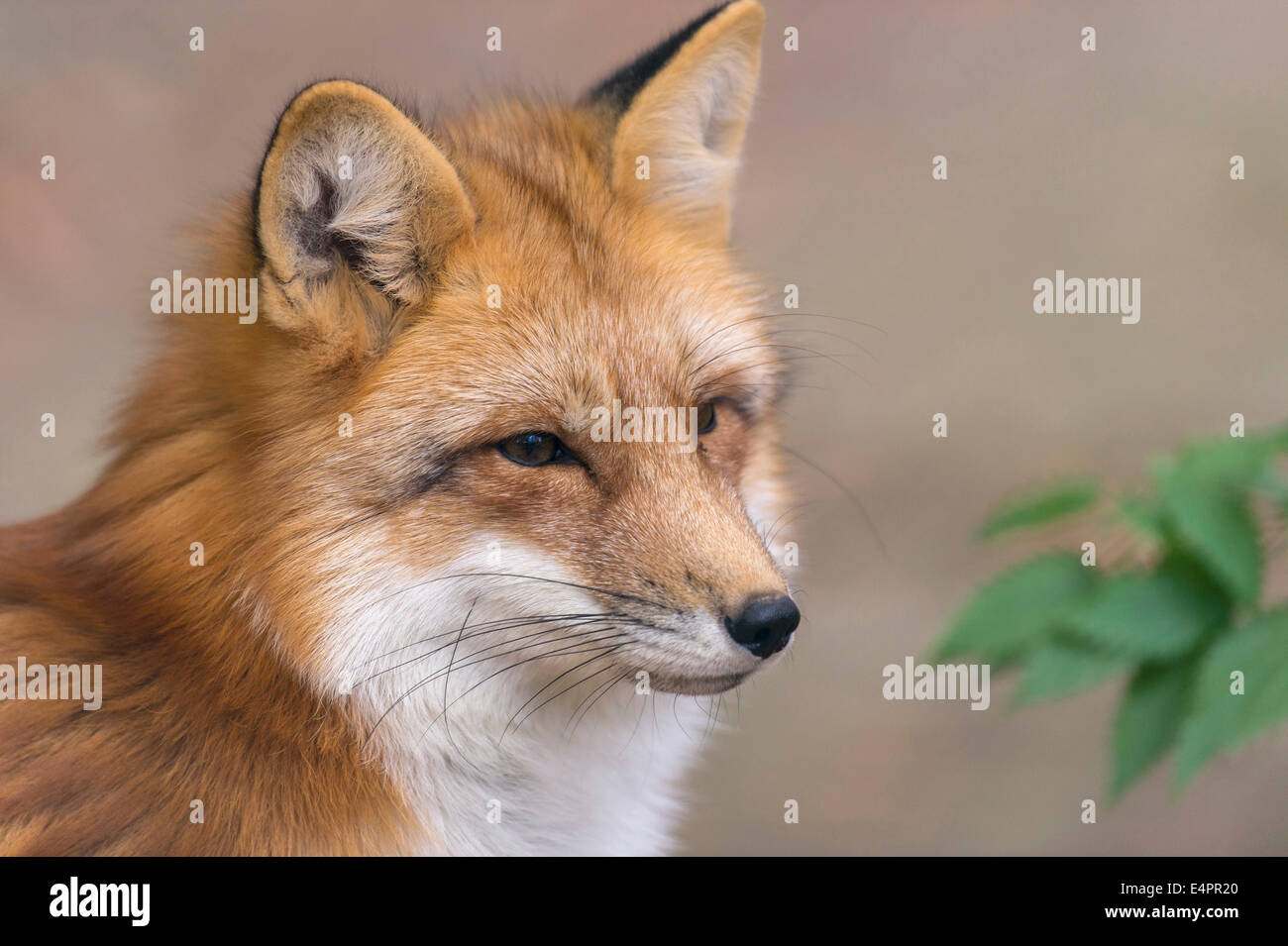 Le renard roux, Vulpes vulpes, district de Vechta, Allemagne (Basse-Saxe), Allemagne Banque D'Images