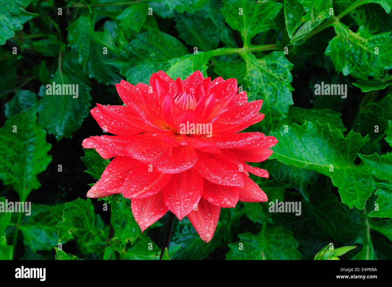 Gouttes de pluie sur une fleur Dahlia rouge Banque D'Images
